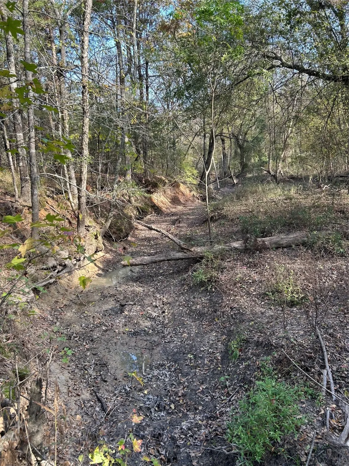 View of local wilderness