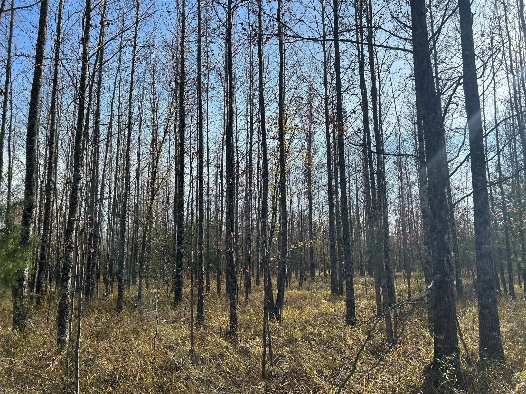 View of local wilderness