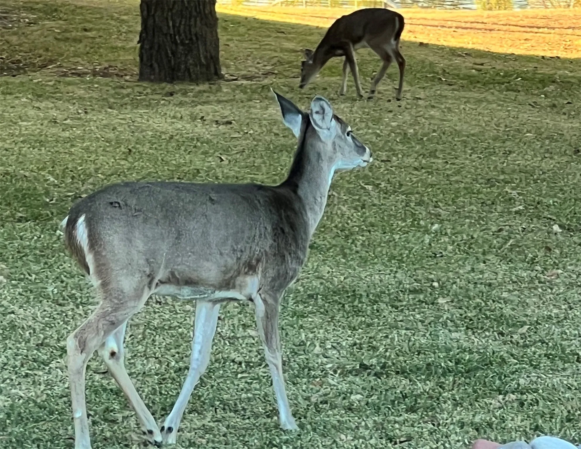 Unimproved Land For Sale in Brown County , TBD2 Feather Bay Drive, Brownwood, Texas 76801, 0, 0, Garage spaces, 0 Sqft, built in 0, mls#20789184, Real Estate Agent in Brownwood, Homes For Sale in Brown county, Homes For Sale in Brownwood, Realtor in Brownwood Texas, Real Estate Brokerage Independent Realty Texas, Luminita Cordes Realtor