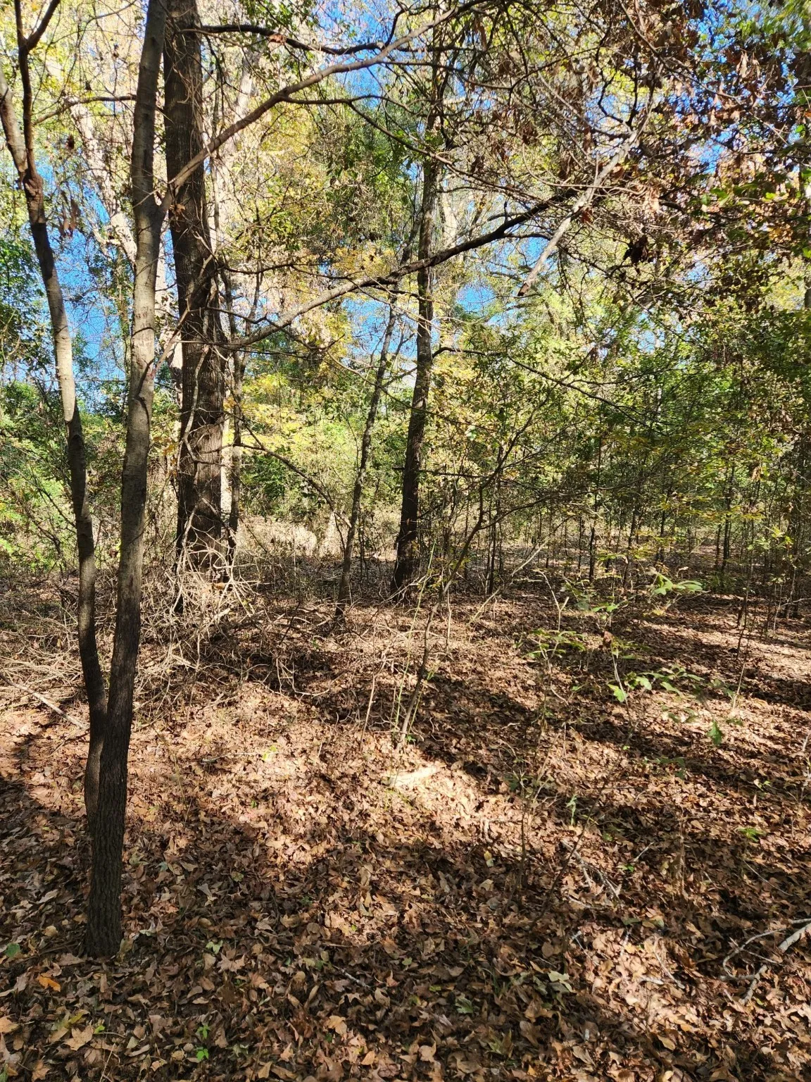 Unimproved Land For Sale in Henderson County , 6419 Locust Street, Murchison, Texas 75778, 0, 0, Garage spaces, 0 Sqft, built in 0, Price $55,000, mls#20784332, Real Estate Agent in Murchison, Homes For Sale in Henderson county, Homes For Sale in Murchison, Realtor in Murchison Texas, Real Estate Brokerage Independent Realty Texas, Luminita Cordes Realtor