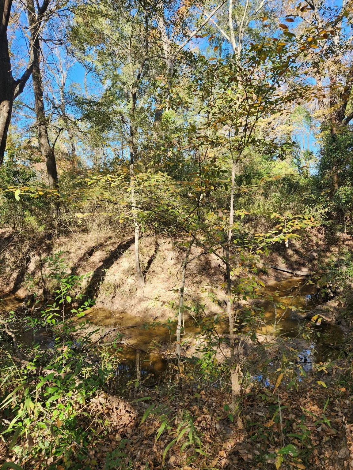 Unimproved Land For Sale in Henderson County , 6419 Locust Street, Murchison, Texas 75778, 0, 0, Garage spaces, 0 Sqft, built in 0, Price $55,000, mls#20784332, Real Estate Agent in Murchison, Homes For Sale in Henderson county, Homes For Sale in Murchison, Realtor in Murchison Texas, Real Estate Brokerage Independent Realty Texas, Luminita Cordes Realtor