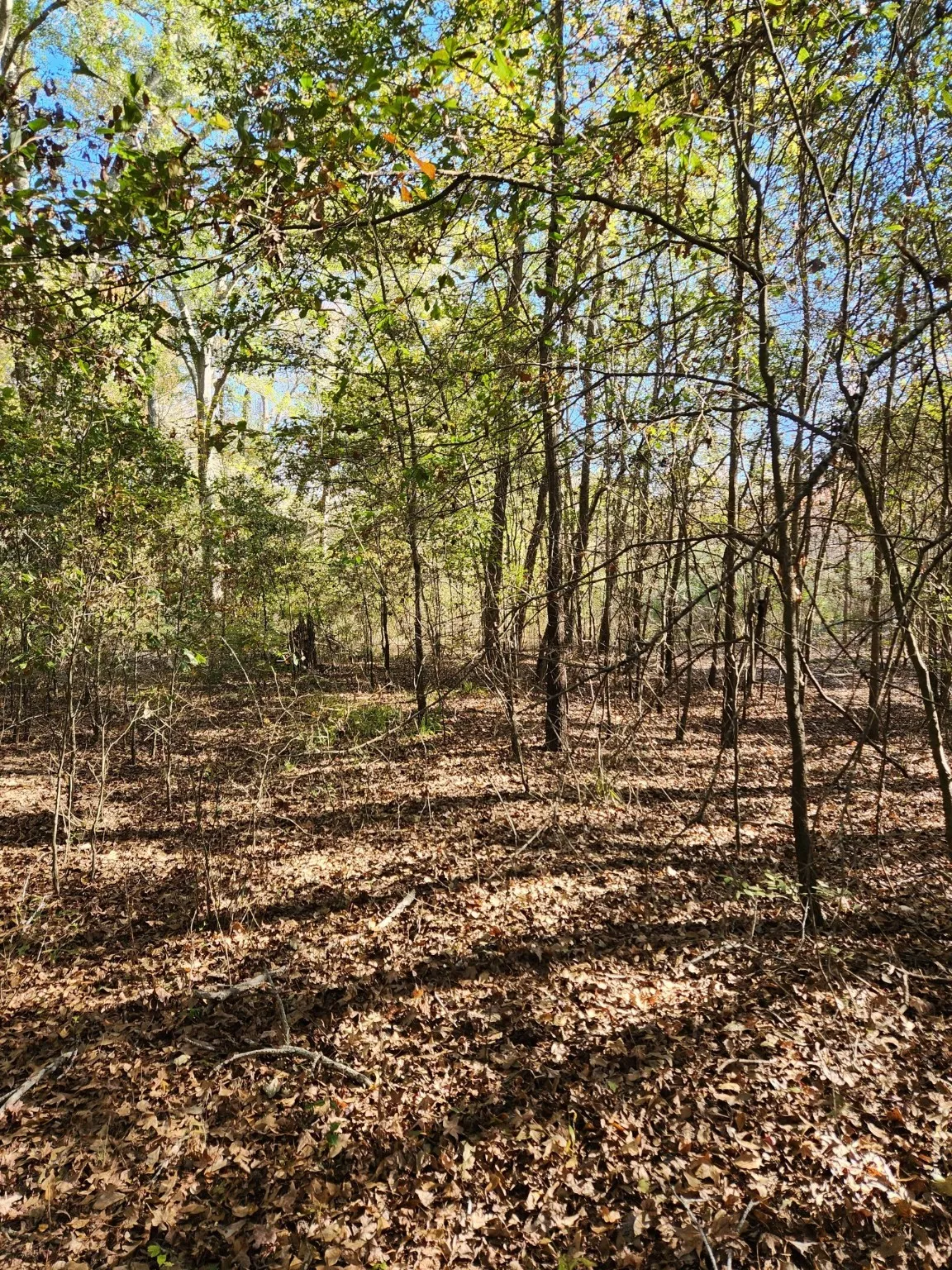 Unimproved Land For Sale in Henderson County , 6419 Locust Street, Murchison, Texas 75778, 0, 0, Garage spaces, 0 Sqft, built in 0, Price $55,000, mls#20784332, Real Estate Agent in Murchison, Homes For Sale in Henderson county, Homes For Sale in Murchison, Realtor in Murchison Texas, Real Estate Brokerage Independent Realty Texas, Luminita Cordes Realtor