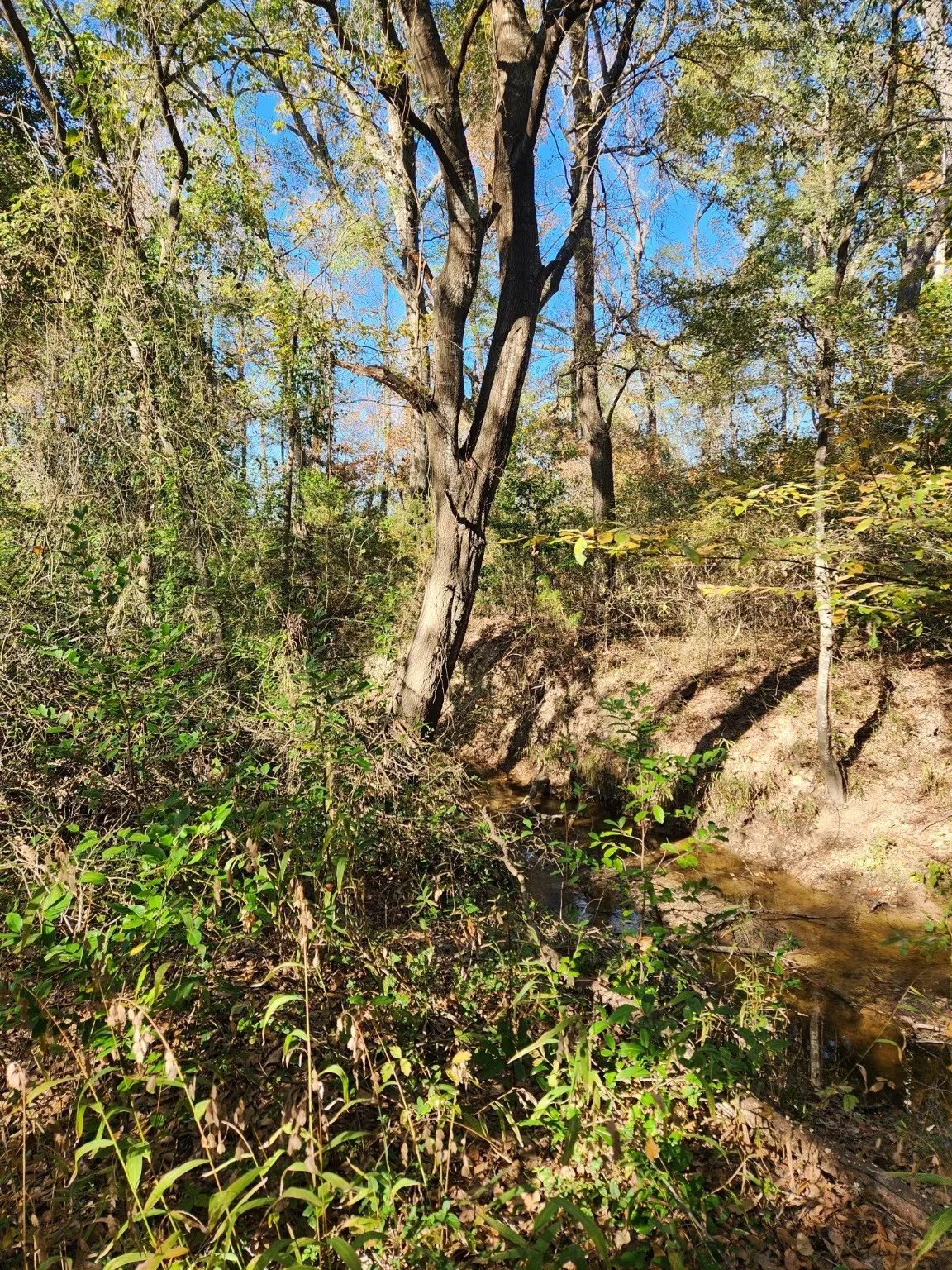 Unimproved Land For Sale in Henderson County , 6419 Locust Street, Murchison, Texas 75778, 0, 0, Garage spaces, 0 Sqft, built in 0, Price $55,000, mls#20784332, Real Estate Agent in Murchison, Homes For Sale in Henderson county, Homes For Sale in Murchison, Realtor in Murchison Texas, Real Estate Brokerage Independent Realty Texas, Luminita Cordes Realtor