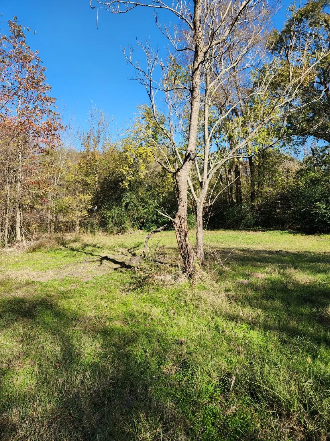 Unimproved Land For Sale in Henderson County , 6419 Locust Street, Murchison, Texas 75778, 0, 0, Garage spaces, 0 Sqft, built in 0, Price $55,000, mls#20784332, Real Estate Agent in Murchison, Homes For Sale in Henderson county, Homes For Sale in Murchison, Realtor in Murchison Texas, Real Estate Brokerage Independent Realty Texas, Luminita Cordes Realtor
