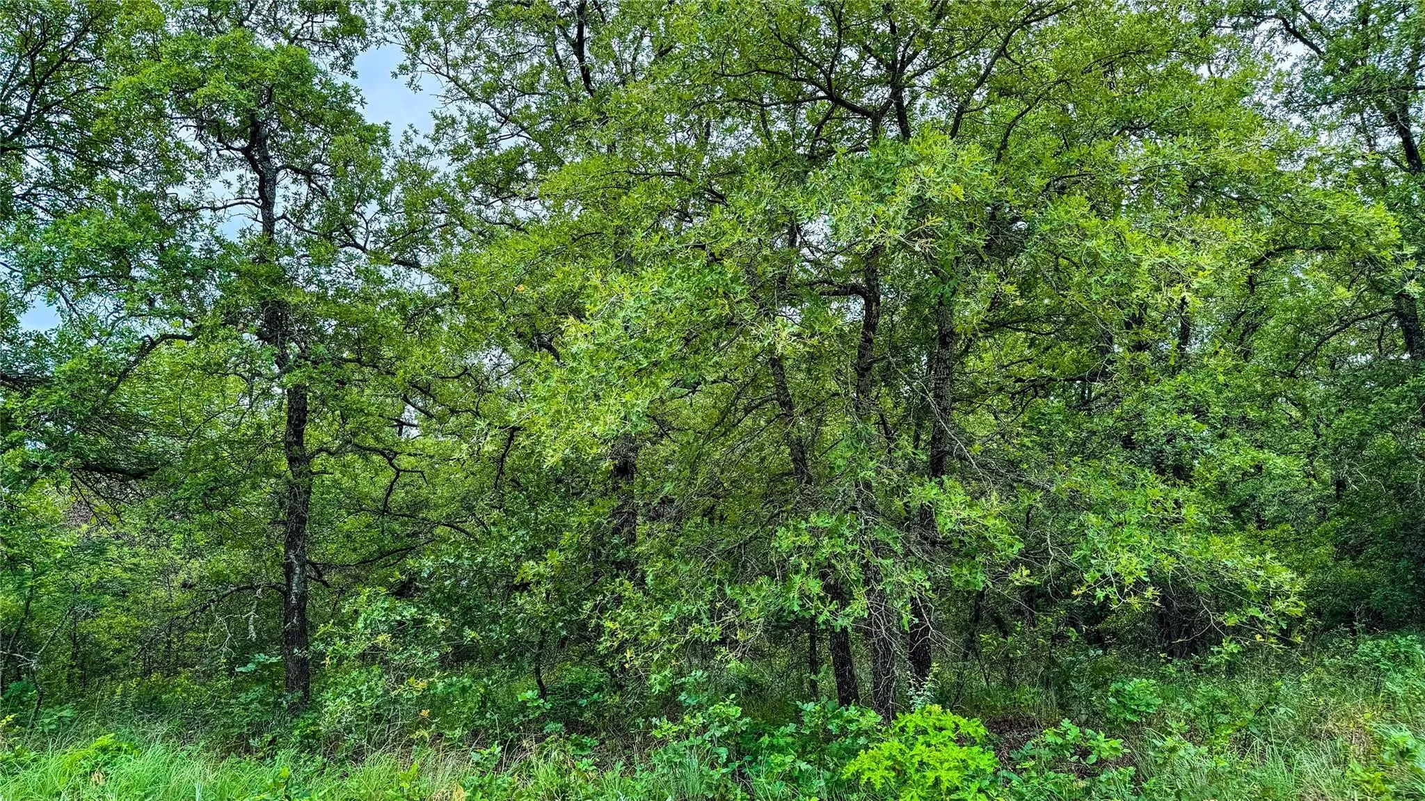 Unimproved Land For Sale in Montague County , 143 Briarwood Trail, Nocona, Texas 76255, 0, 0, Garage spaces, 0 Sqft, built in 0, Price $21,500, mls#20805584, Real Estate Agent in Nocona, Homes For Sale in Montague county, Homes For Sale in Nocona, Realtor in Nocona Texas, Real Estate Brokerage Independent Realty Texas, Luminita Cordes Realtor