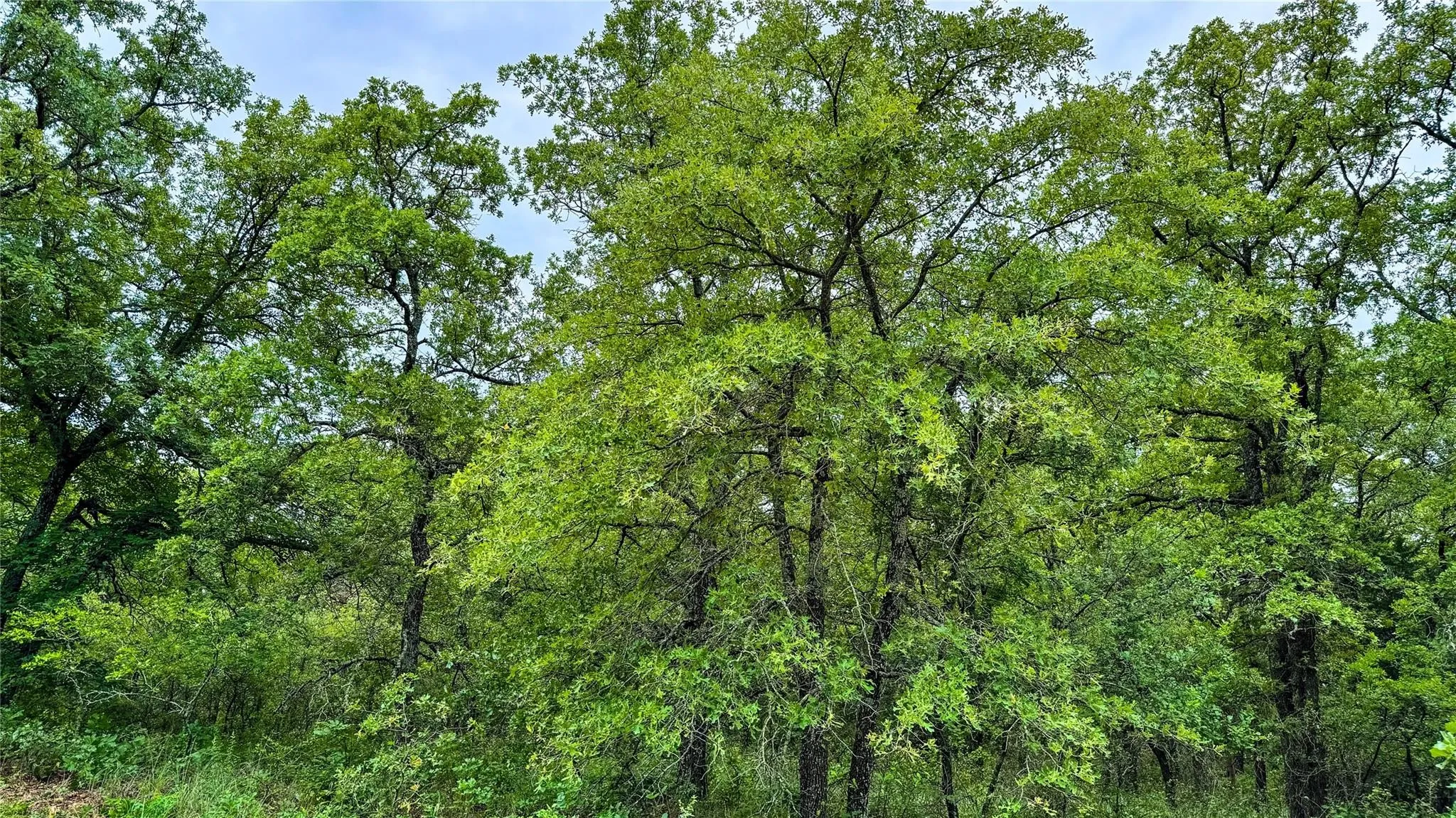 Unimproved Land For Sale in Montague County , 143 Briarwood Trail, Nocona, Texas 76255, 0, 0, Garage spaces, 0 Sqft, built in 0, Price $21,500, mls#20805584, Real Estate Agent in Nocona, Homes For Sale in Montague county, Homes For Sale in Nocona, Realtor in Nocona Texas, Real Estate Brokerage Independent Realty Texas, Luminita Cordes Realtor