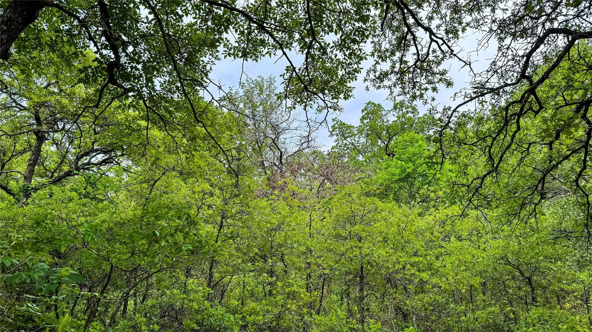 Unimproved Land For Sale in Montague County , 143 Briarwood Trail, Nocona, Texas 76255, 0, 0, Garage spaces, 0 Sqft, built in 0, Price $21,500, mls#20805584, Real Estate Agent in Nocona, Homes For Sale in Montague county, Homes For Sale in Nocona, Realtor in Nocona Texas, Real Estate Brokerage Independent Realty Texas, Luminita Cordes Realtor