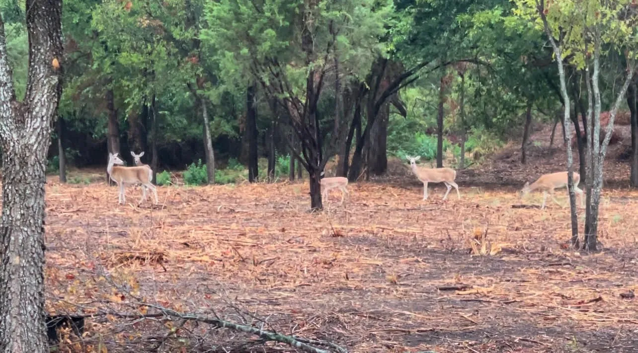 Ocassionally, there are deer on the property.