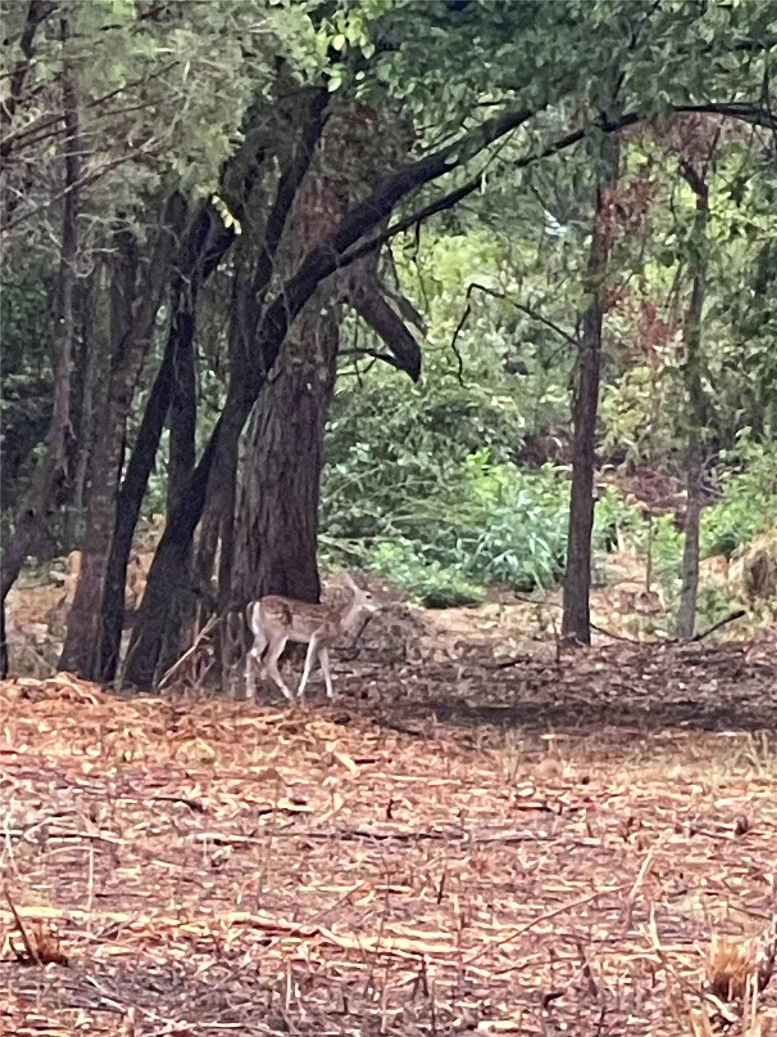 Additional deer on the property at times.
