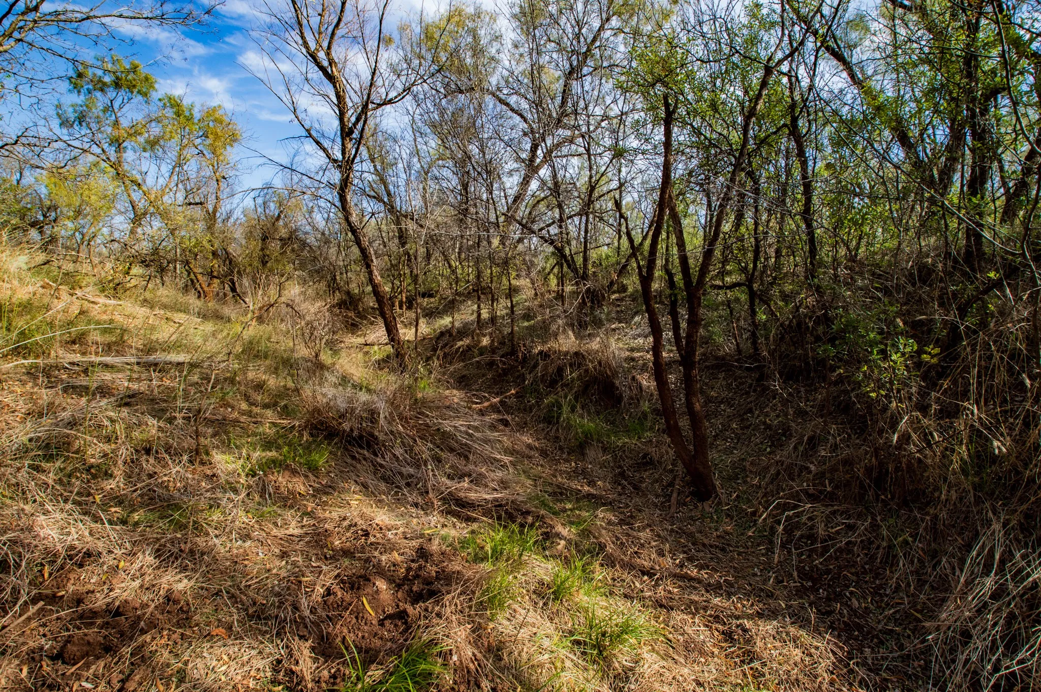 Ranch For Sale in Mitchell County , 3108 County Road 125, Colorado City, Texas 79512, 0, 0, Garage spaces, 0 Sqft, built in 0, mls#20809964, Real Estate Agent in Colorado City, Homes For Sale in Mitchell county, Homes For Sale in Colorado City, Realtor in Colorado City Texas, Real Estate Brokerage Independent Realty Texas, Luminita Cordes Realtor