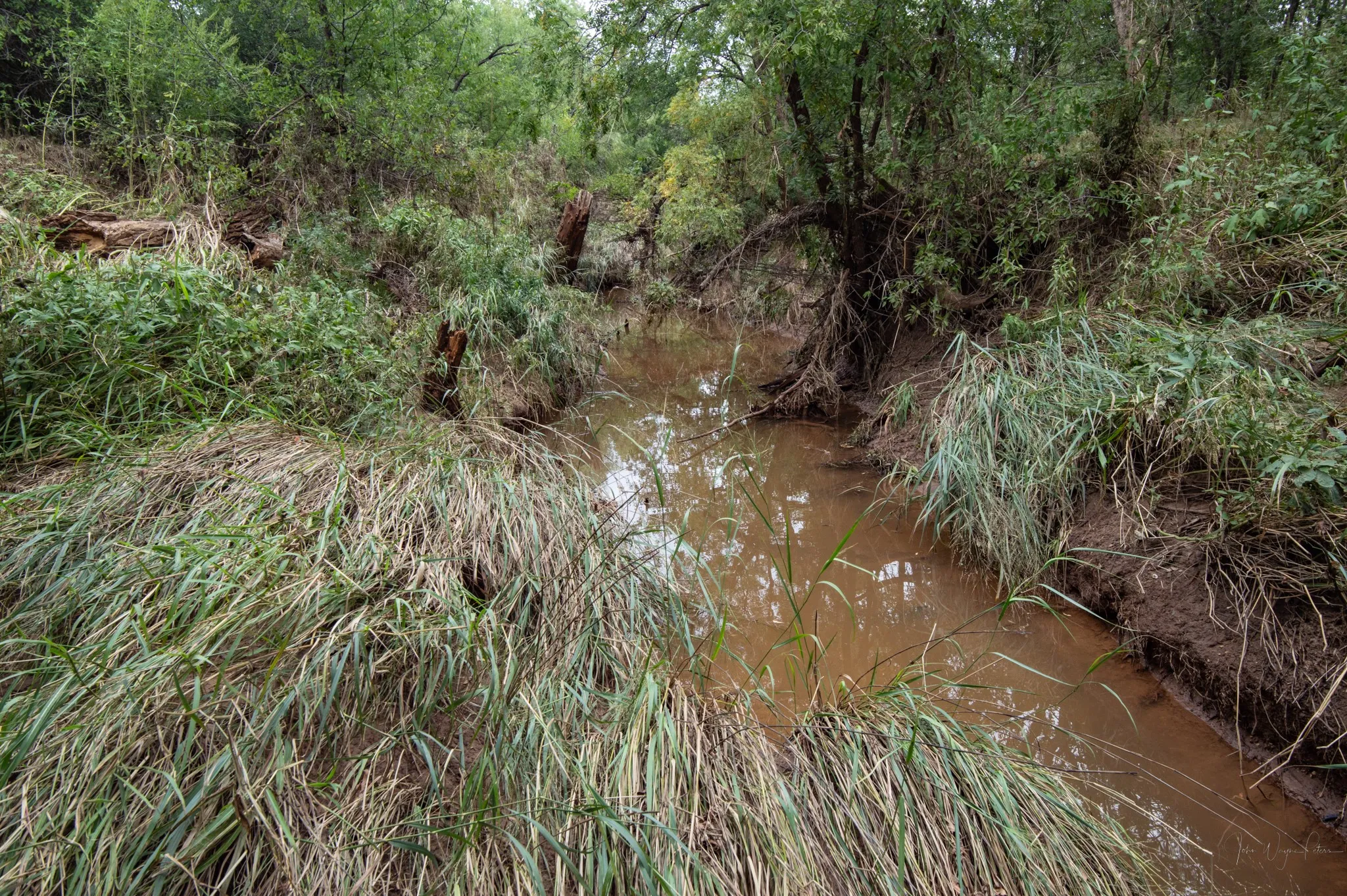 North Fork Champion Creek