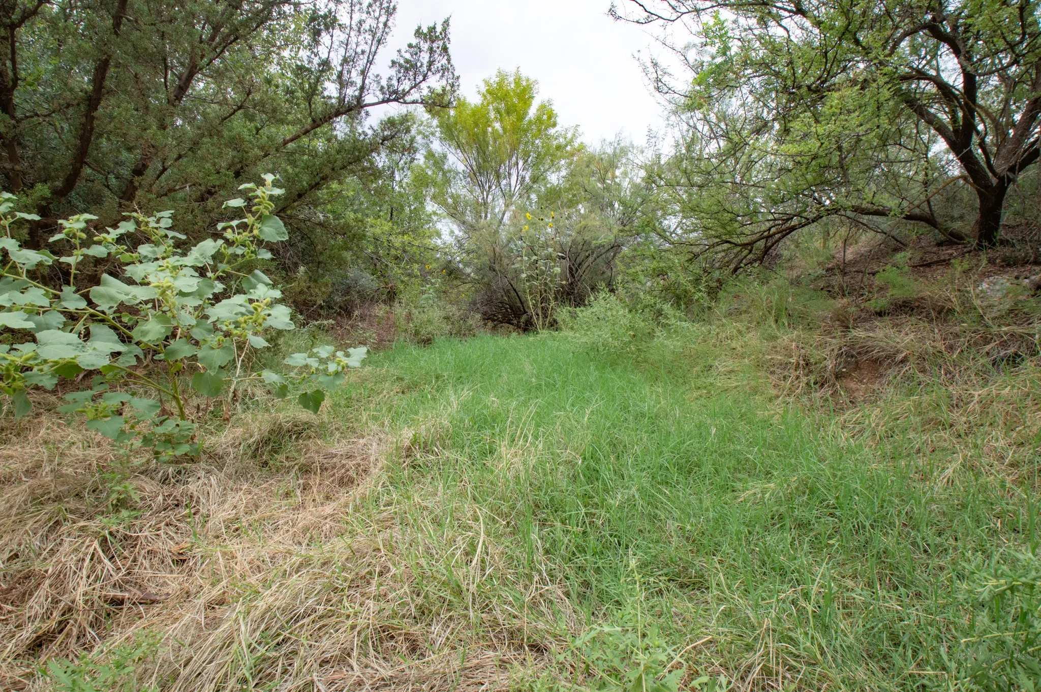 Ranch For Sale in Mitchell County , 3108 County Road 125, Colorado City, Texas 79512, 0, 0, Garage spaces, 0 Sqft, built in 0, mls#20809964, Real Estate Agent in Colorado City, Homes For Sale in Mitchell county, Homes For Sale in Colorado City, Realtor in Colorado City Texas, Real Estate Brokerage Independent Realty Texas, Luminita Cordes Realtor