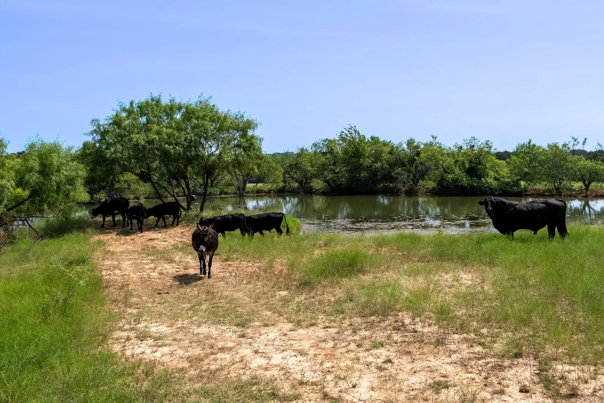 Farm For Sale in Comanche County , 17921 Tx-16, Comanche, Texas 76442, 3 Bedroom, 1 Bathroom, 2 Garage spaces, 1,554 Sqft, built in 1946, Preowned, Price $2,000,000, mls#20811111, Real Estate Agent in Comanche, Homes For Sale in Comanche county, Homes For Sale in Comanche, Realtor in Comanche Texas, Real Estate Brokerage Independent Realty Texas, Luminita Cordes Realtor