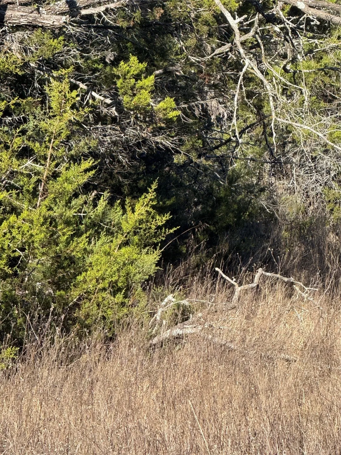 Unimproved Land For Sale in Hill County , 44125 Cedar Hill Drive, Whitney, Texas 76692, 0, 0, Garage spaces, 0 Sqft, built in 0, mls#20816024, Real Estate Agent in Whitney, Homes For Sale in Hill county, Homes For Sale in Whitney, Realtor in Whitney Texas, Real Estate Brokerage Independent Realty Texas, Luminita Cordes Realtor