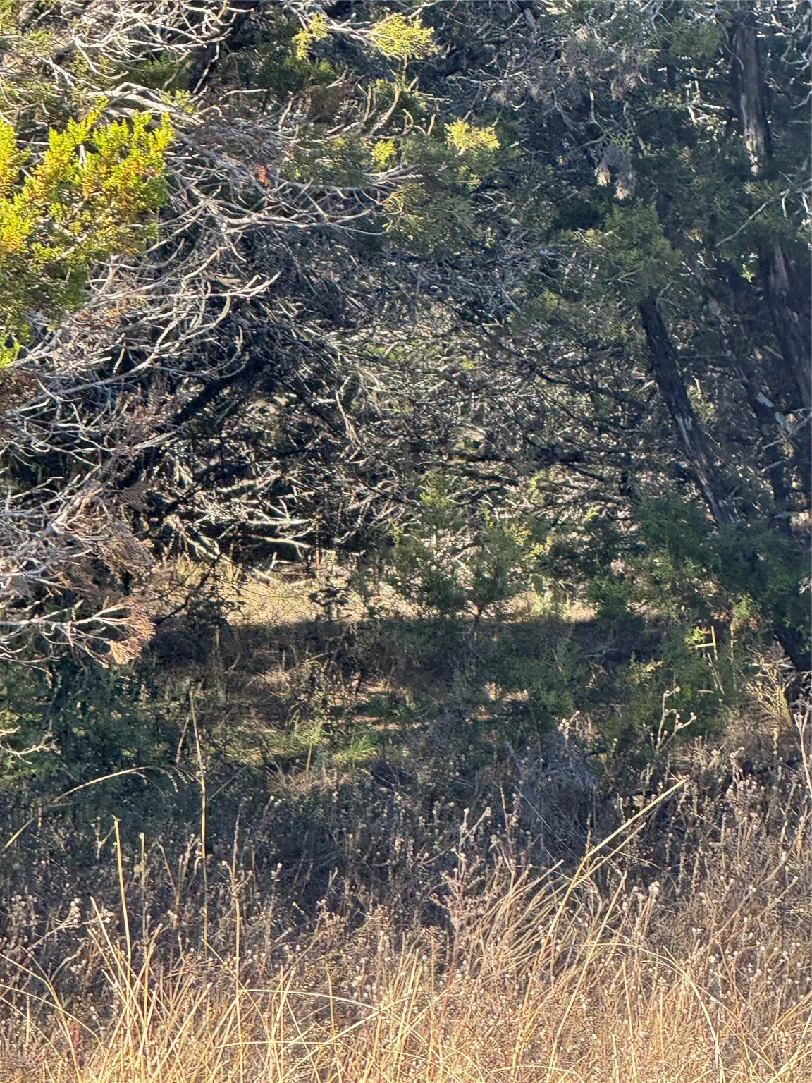 Unimproved Land For Sale in Hill County , 44125 Cedar Hill Drive, Whitney, Texas 76692, 0, 0, Garage spaces, 0 Sqft, built in 0, mls#20816024, Real Estate Agent in Whitney, Homes For Sale in Hill county, Homes For Sale in Whitney, Realtor in Whitney Texas, Real Estate Brokerage Independent Realty Texas, Luminita Cordes Realtor
