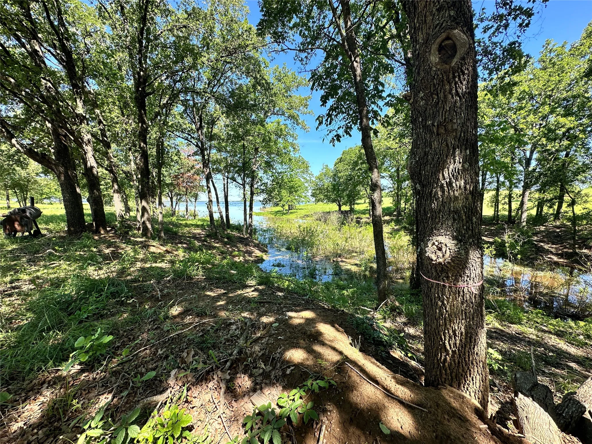 Wooded shoreline creates a peaceful lakeside retreat.