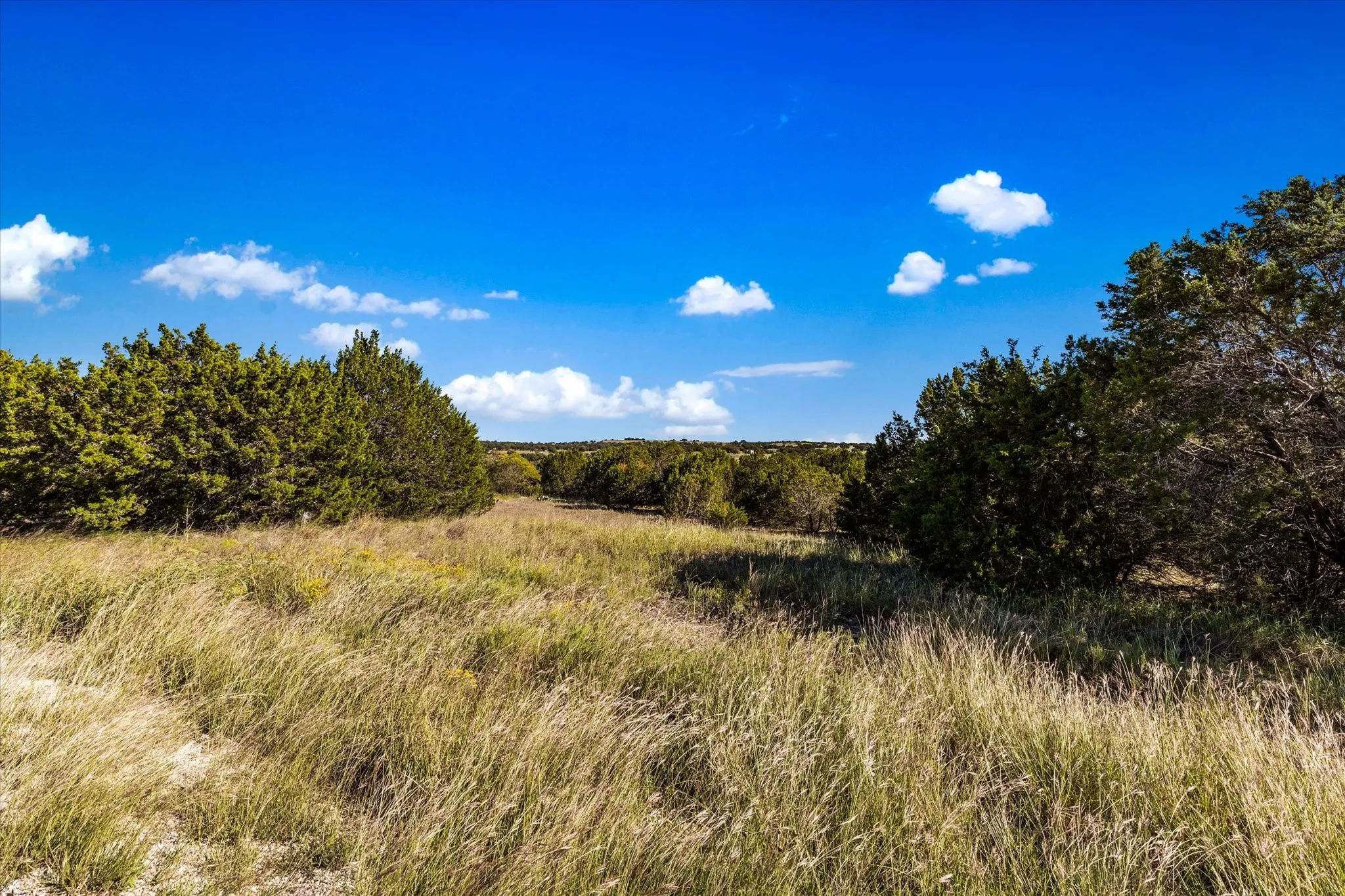 View of local wilderness