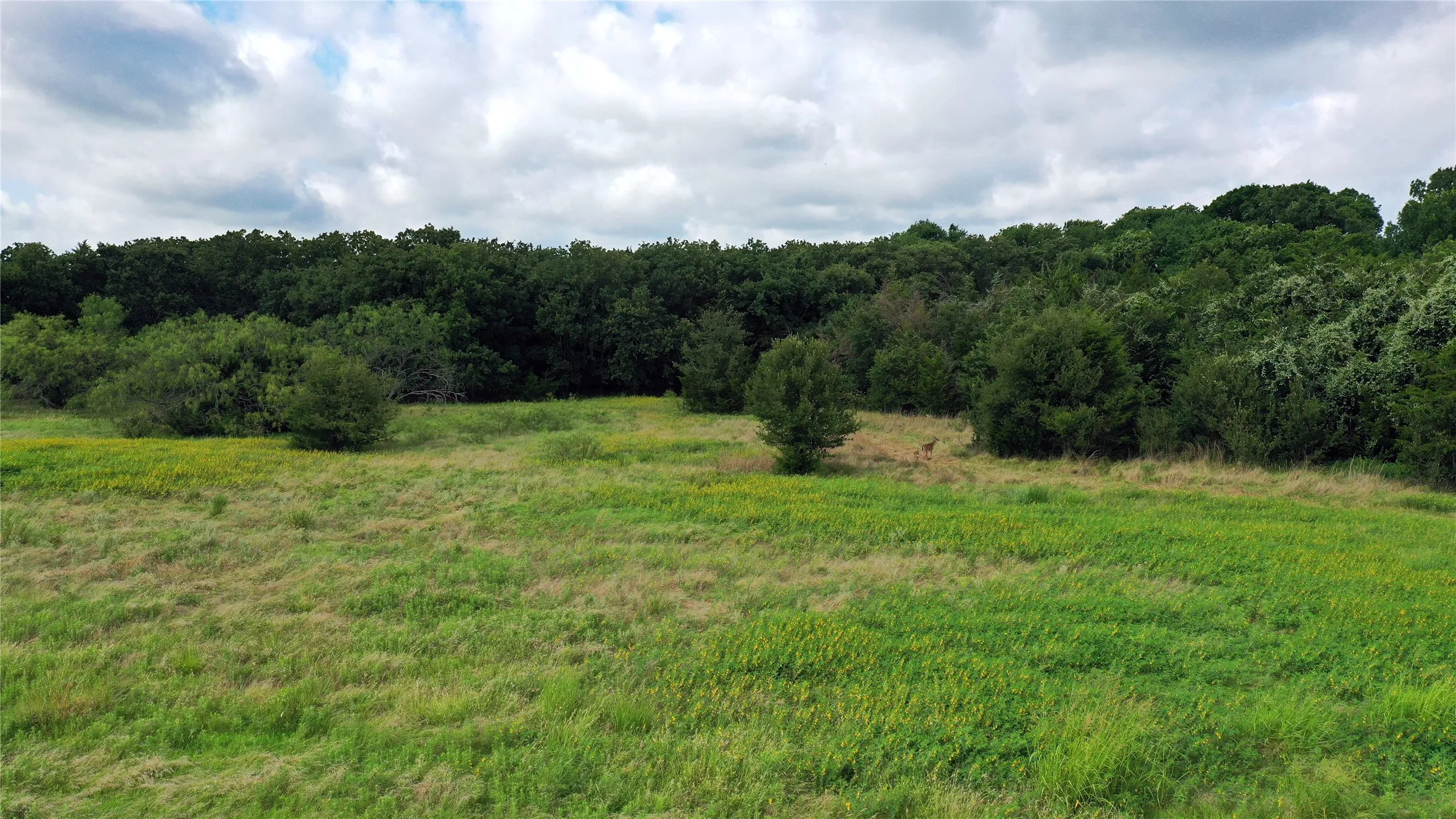 Ranch For Sale in Navarro County , 1563 FM 667, Dawson, Texas 76679, 0, 0, Garage spaces, 0 Sqft, built in 0, Price $525,000, mls#20818395, Real Estate Agent in Dawson, Homes For Sale in Navarro county, Homes For Sale in Dawson, Realtor in Dawson Texas, Real Estate Brokerage Independent Realty Texas, Luminita Cordes Realtor