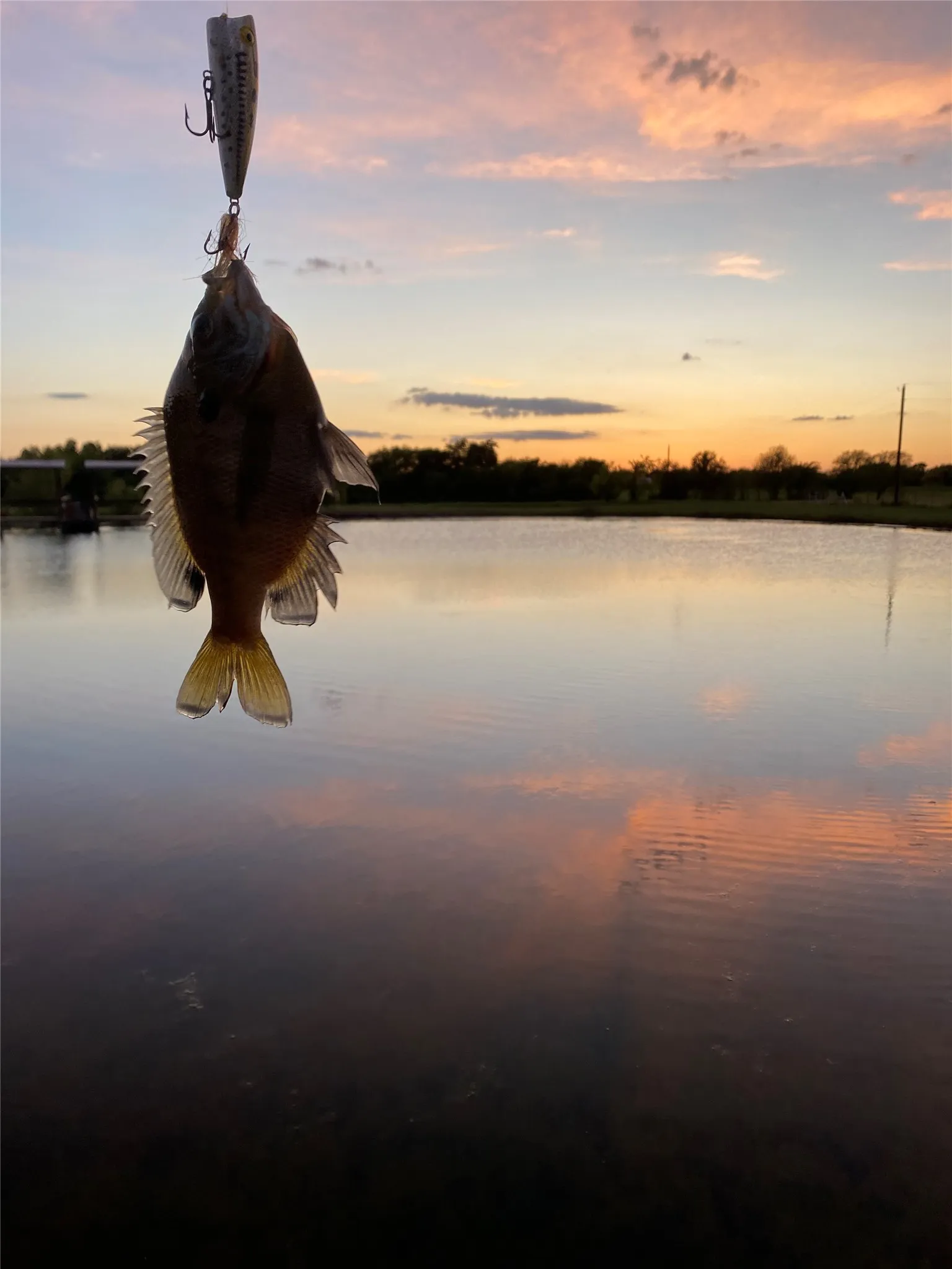 Sunset & Sun Perch