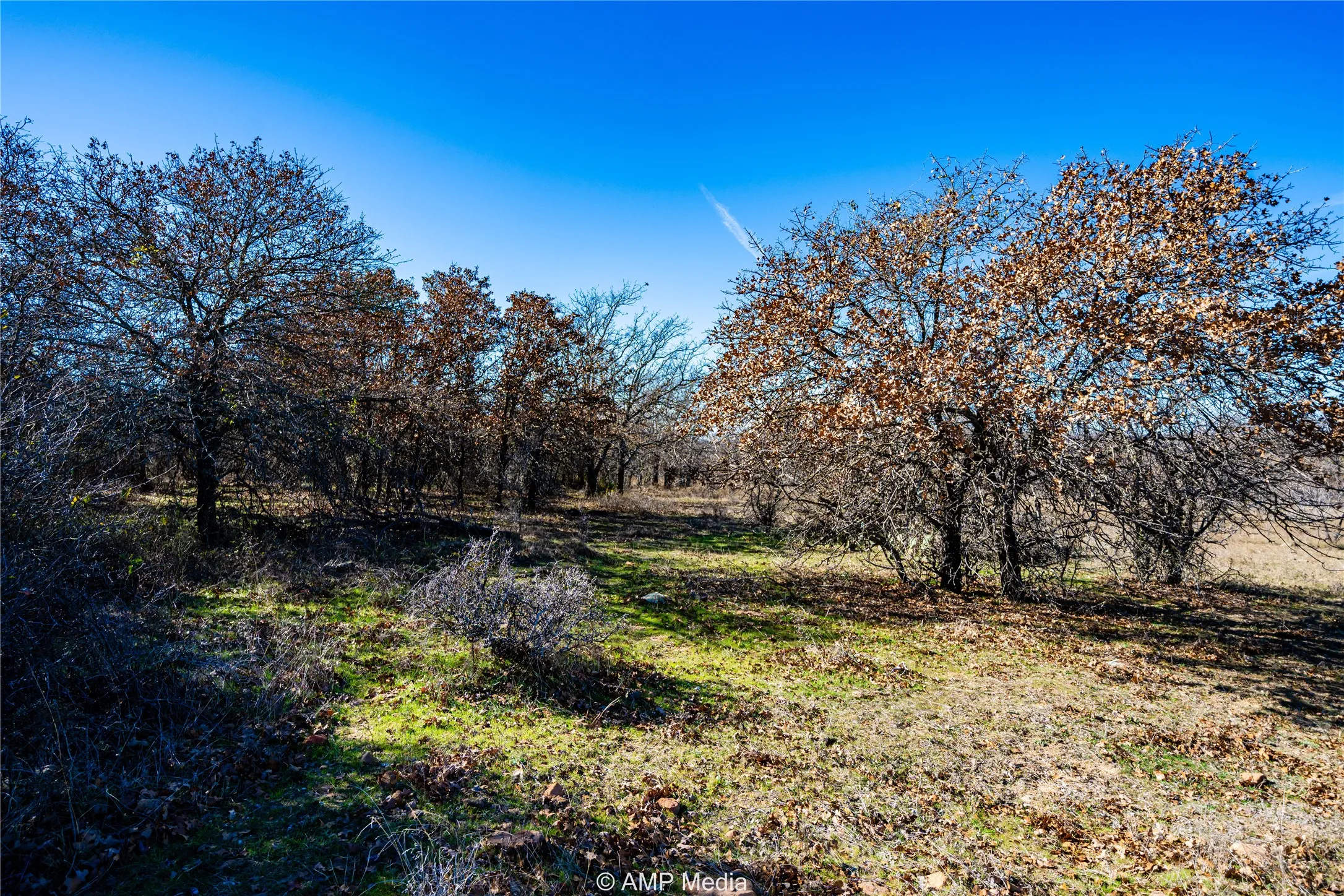 View of local wilderness