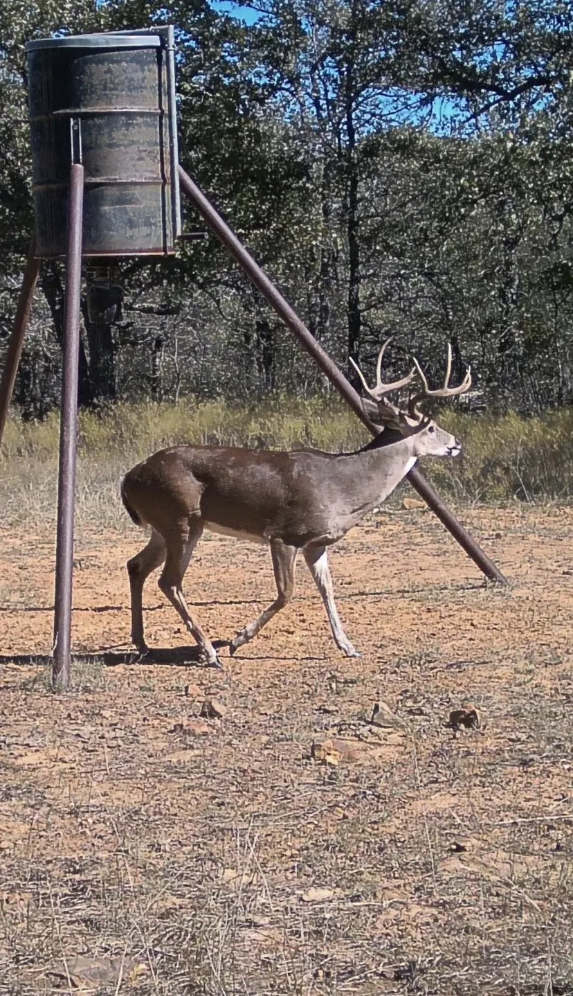 Farm For Sale in Jack County , 1992 Sand Flat Road, Jacksboro, Texas 76458, 3 Bedroom, 2 Bathroom, Garage spaces, 2,302 Sqft, built in 1987, Price $2,250,000, mls#20831713, Real Estate Agent in Jacksboro, Homes For Sale in Jack county, Homes For Sale in Jacksboro, Realtor in Jacksboro Texas, Real Estate Brokerage Independent Realty Texas, Luminita Cordes Realtor