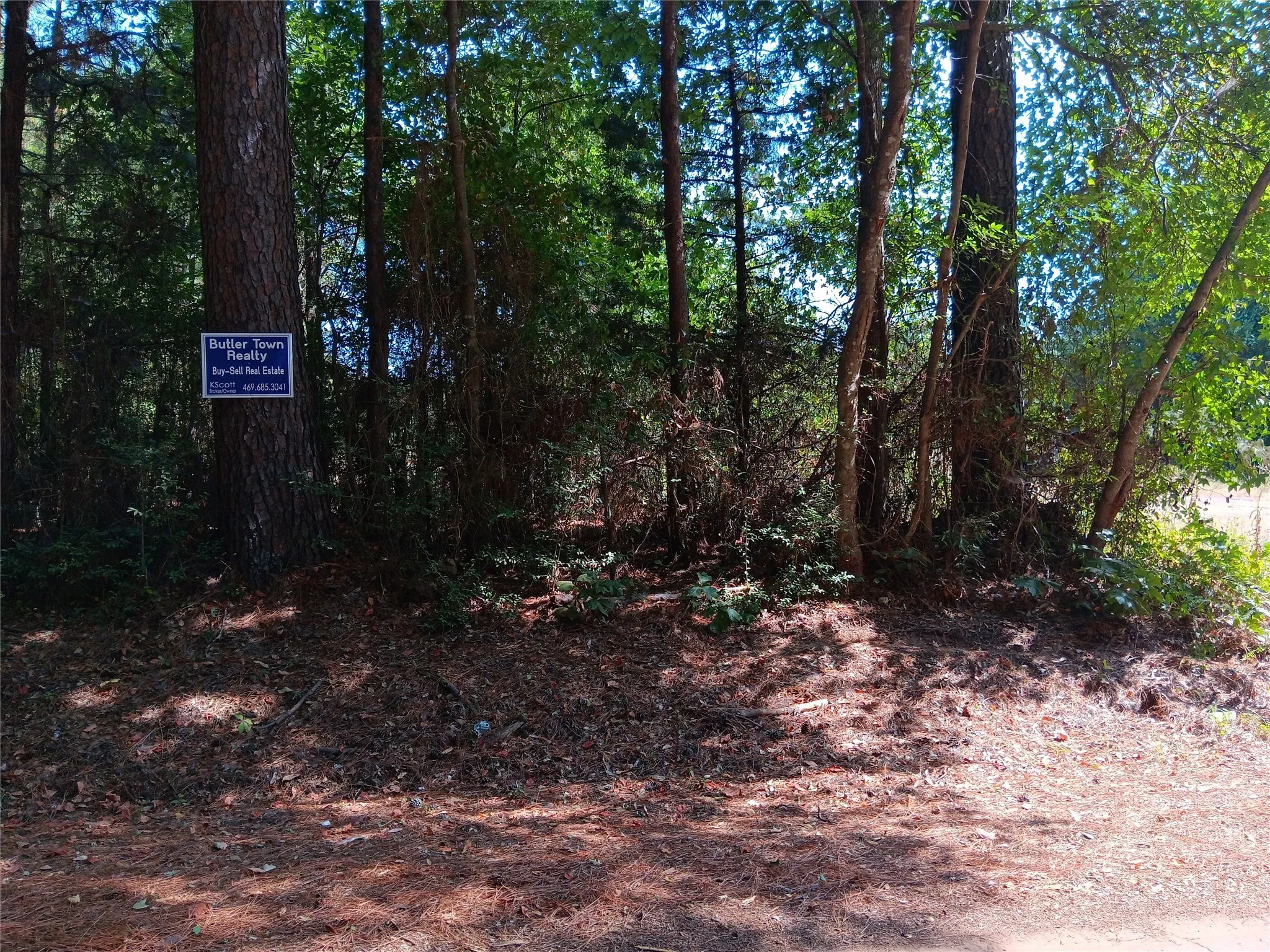 View of local wilderness