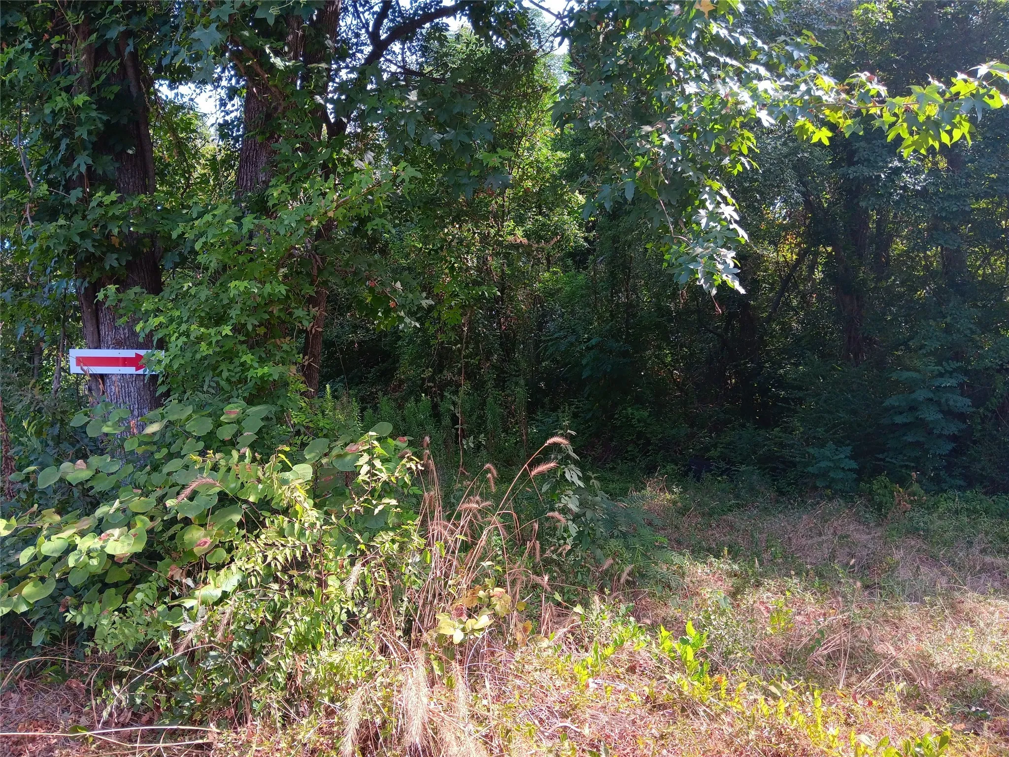 Unimproved Land For Sale in Panola County , TBD Private Road, Carthage, Texas 75633, 0, 0, Garage spaces, 0 Sqft, built in 0, mls#20831903, Real Estate Agent in Carthage, Homes For Sale in Panola county, Homes For Sale in Carthage, Realtor in Carthage Texas, Real Estate Brokerage Independent Realty Texas, Luminita Cordes Realtor