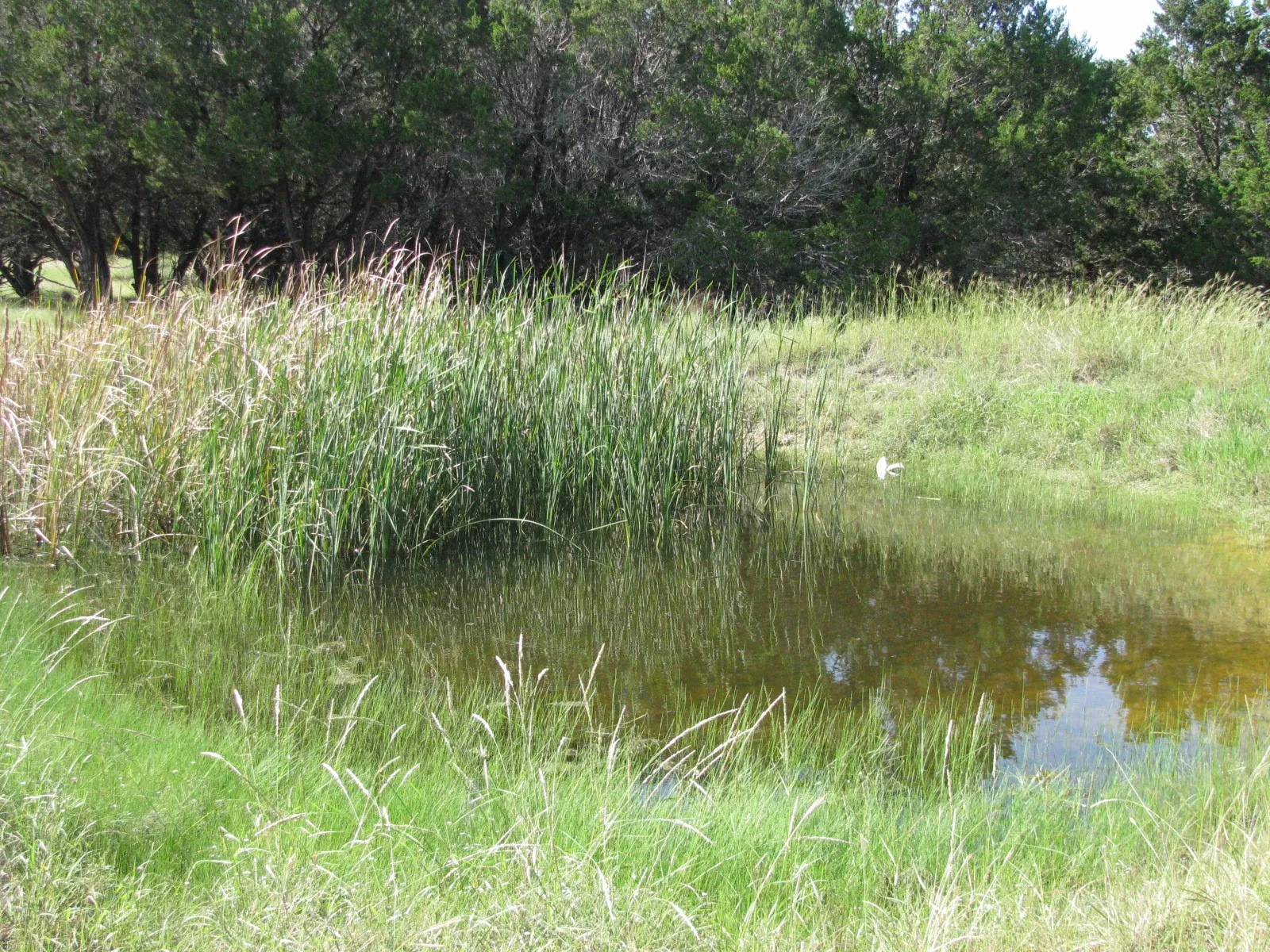 Single Family Residence For Sale in Coryell County , 4463 County Road 158, Evant, Texas 76525, 2 Bedroom, 1 Bathroom, Garage spaces, 1,147 Sqft, built in 1980, Preowned, mls#20834204, Real Estate Agent in Evant, Homes For Sale in Coryell county, Homes For Sale in Evant, Realtor in Evant Texas, Real Estate Brokerage Independent Realty Texas, Luminita Cordes Realtor