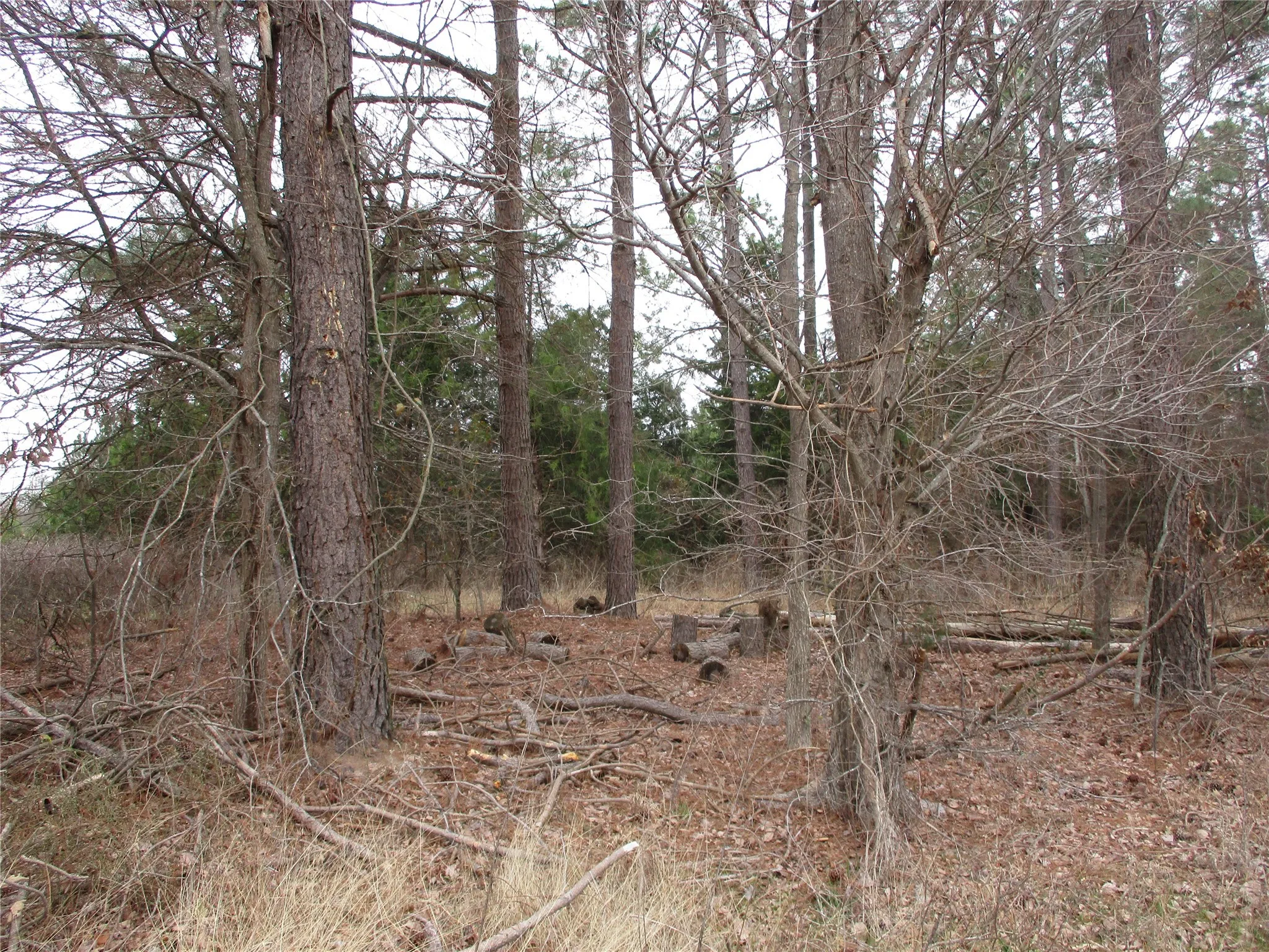 View of nature