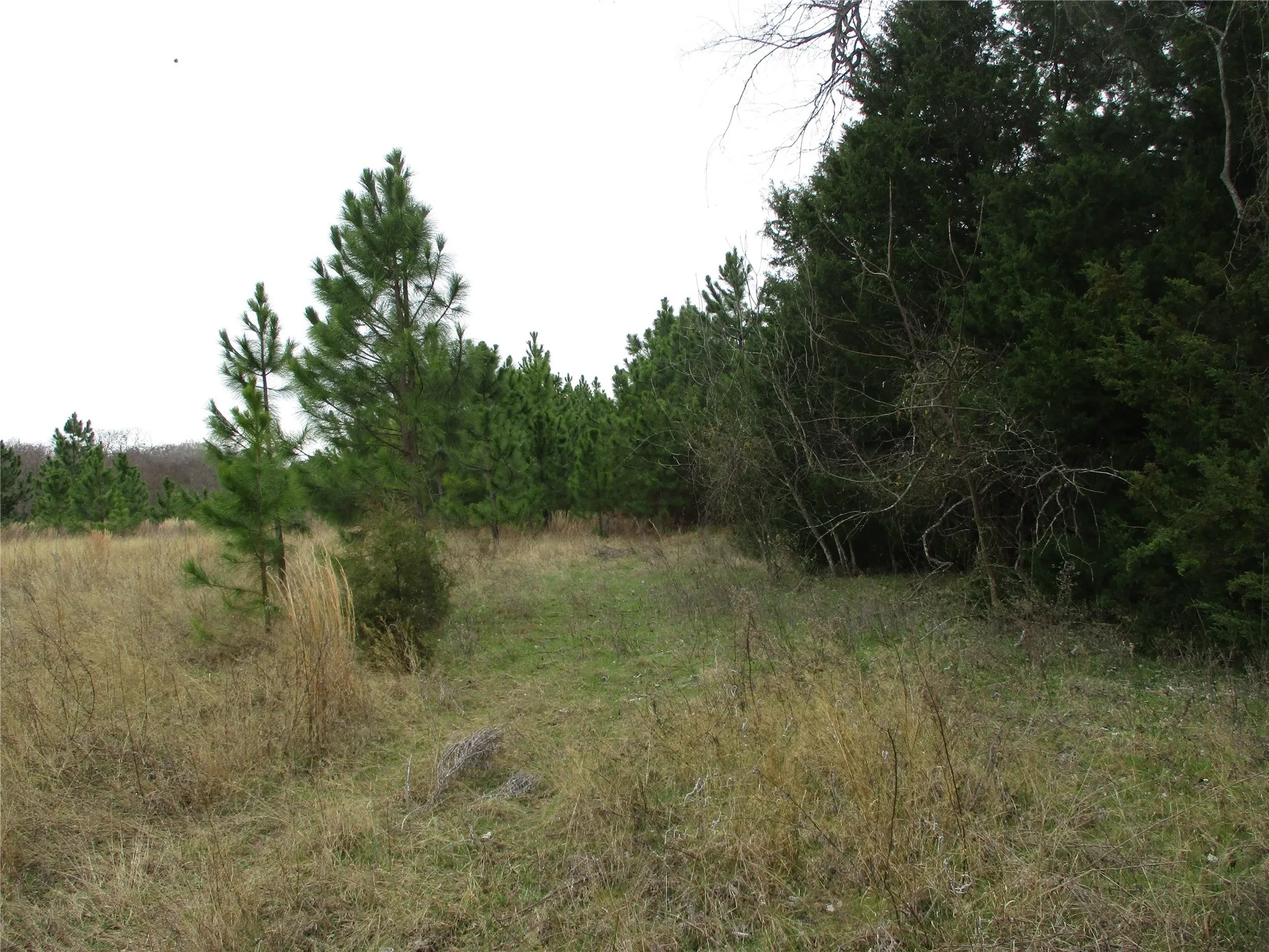 View of nature