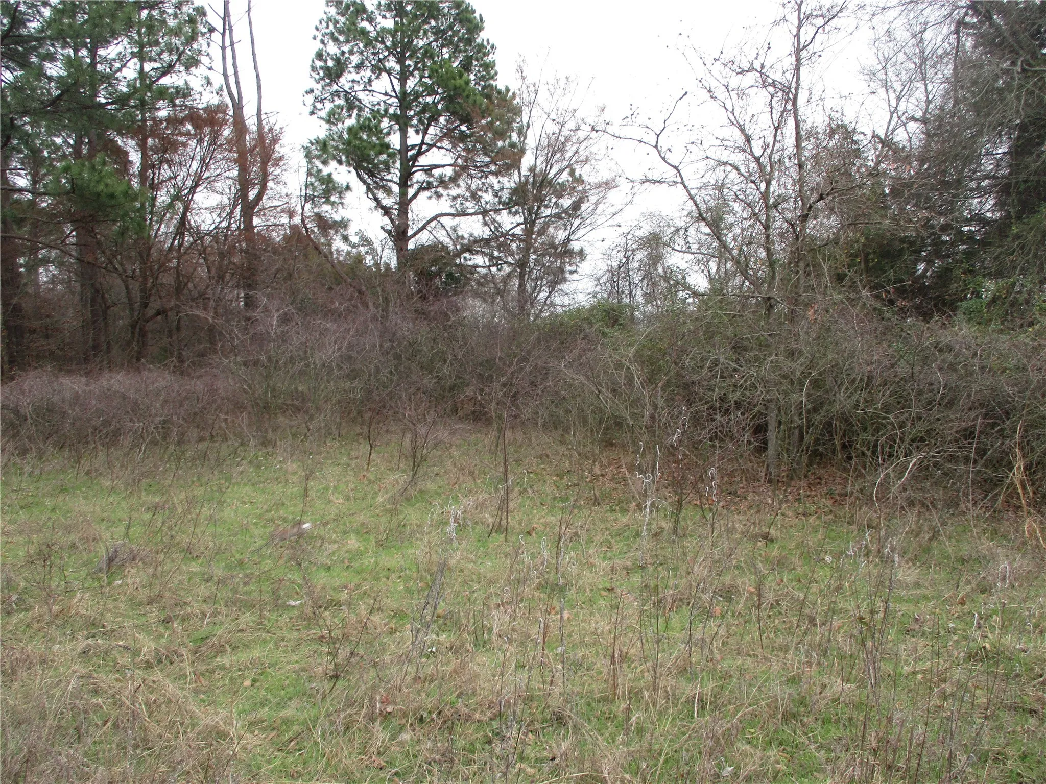 View of nature