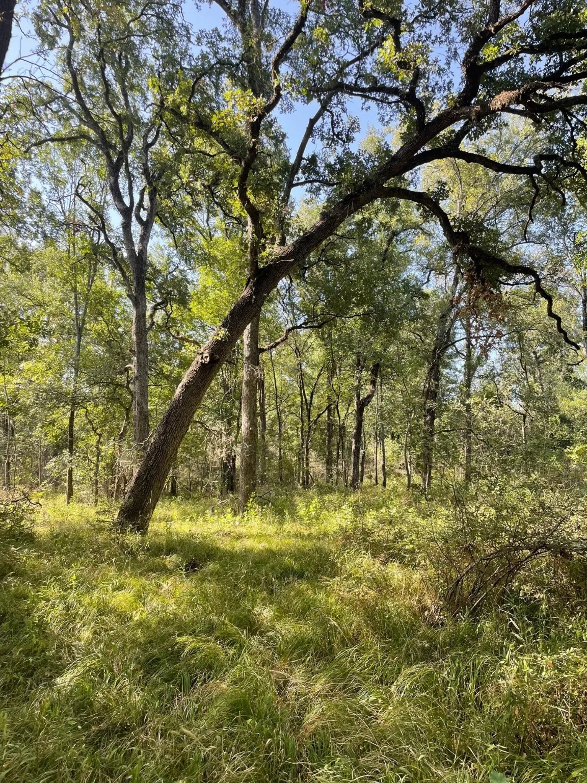 Ranch For Sale in Limestone County , 00 TBD 828 LCR 828, Groesbeck, Texas 76642, 0, 0, Garage spaces, 0 Sqft, built in 0, Price $264,160, mls#20843812, Real Estate Agent in Groesbeck, Homes For Sale in Limestone county, Homes For Sale in Groesbeck, Realtor in Groesbeck Texas, Real Estate Brokerage Independent Realty Texas, Luminita Cordes Realtor