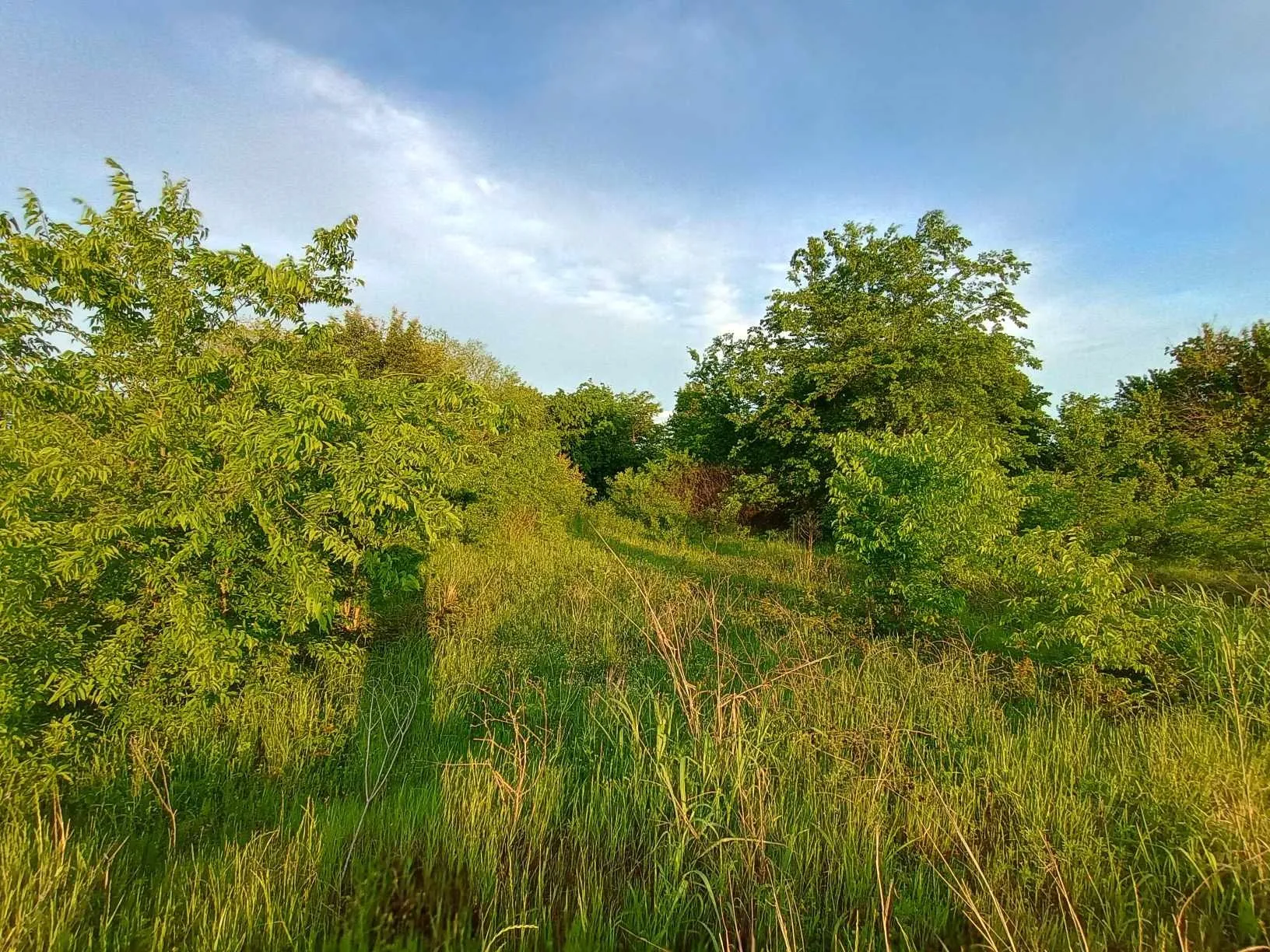 Unimproved Land For Sale in Hunt County , 5330 E I- 30, Campbell, Texas 75422, 0, 0, Garage spaces, 0 Sqft, built in 0, mls#20846210, Real Estate Agent in Campbell, Homes For Sale in Hunt county, Homes For Sale in Campbell, Realtor in Campbell Texas, Real Estate Brokerage Independent Realty Texas, Luminita Cordes Realtor