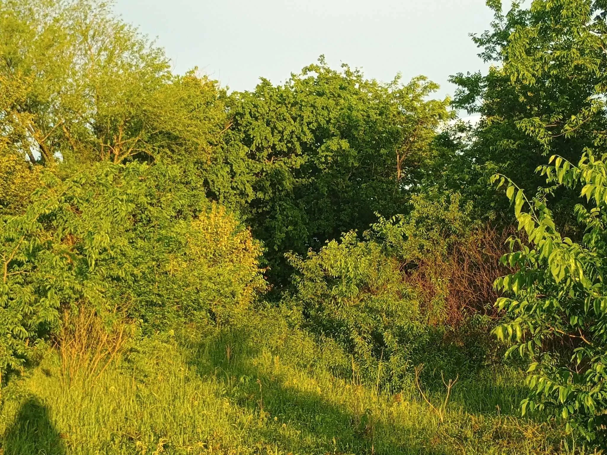 Unimproved Land For Sale in Hunt County , 5330 E I- 30, Campbell, Texas 75422, 0, 0, Garage spaces, 0 Sqft, built in 0, mls#20846210, Real Estate Agent in Campbell, Homes For Sale in Hunt county, Homes For Sale in Campbell, Realtor in Campbell Texas, Real Estate Brokerage Independent Realty Texas, Luminita Cordes Realtor