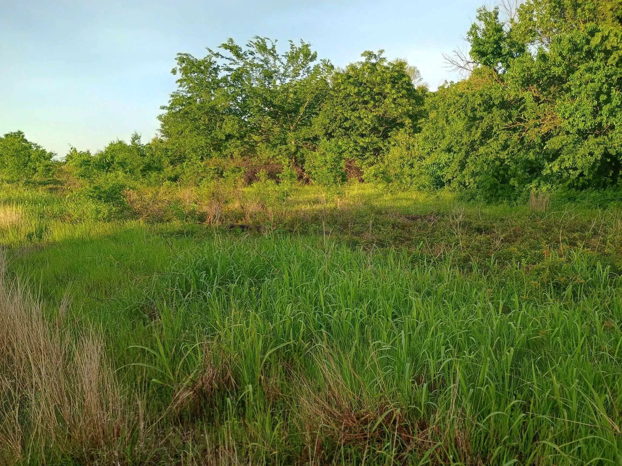 Unimproved Land For Sale in Hunt County , 5330 I-30, Campbell, Texas 75422, 0, 0, Garage spaces, 0 Sqft, built in 0, Unknown, mls#20846212, Real Estate Agent in Campbell, Homes For Sale in Hunt county, Homes For Sale in Campbell, Realtor in Campbell Texas, Real Estate Brokerage Independent Realty Texas, Luminita Cordes Realtor