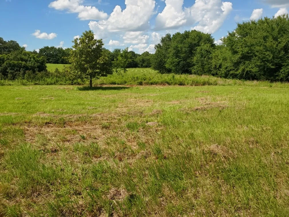 View of woods featuring a view of rural / pastoral area