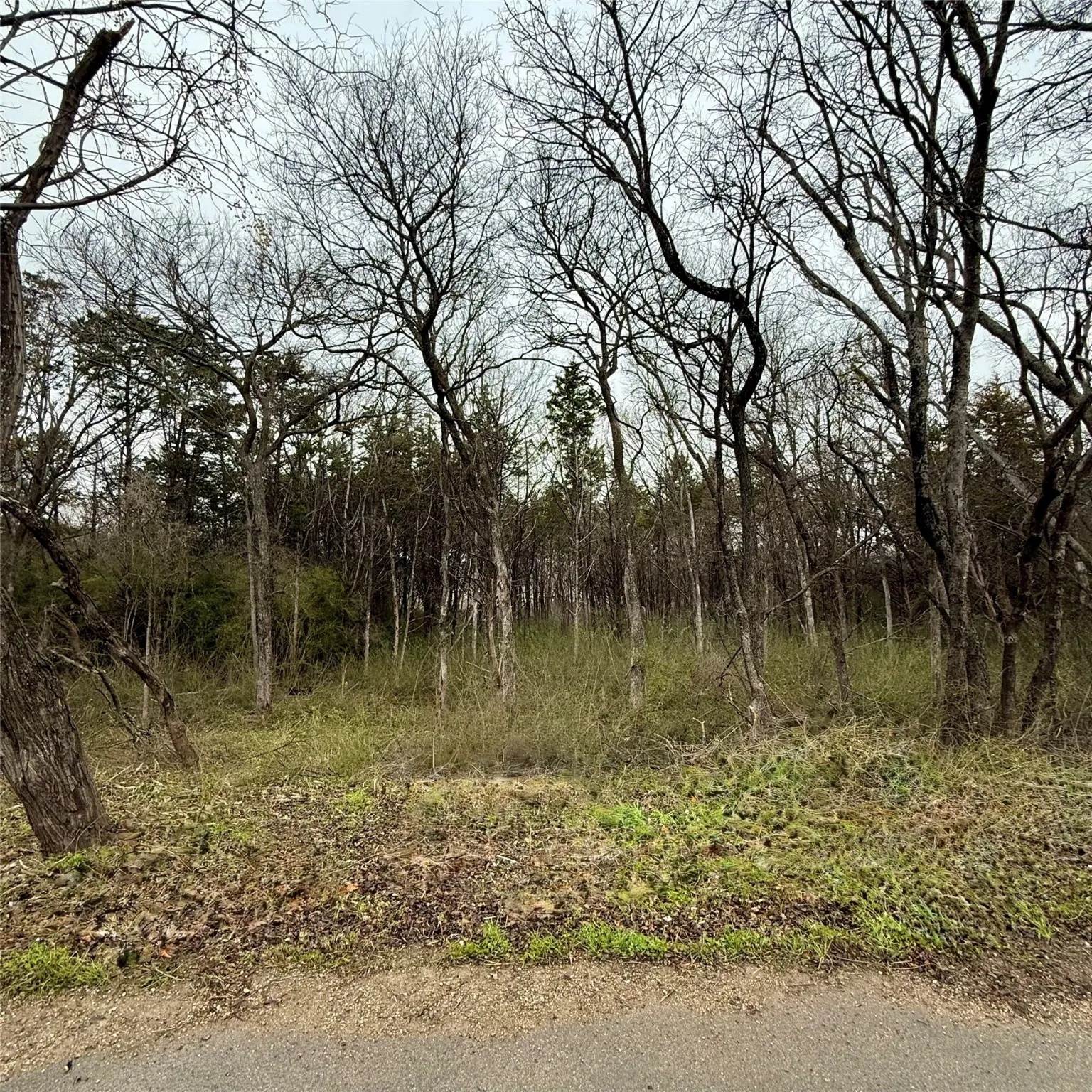 View of local wilderness