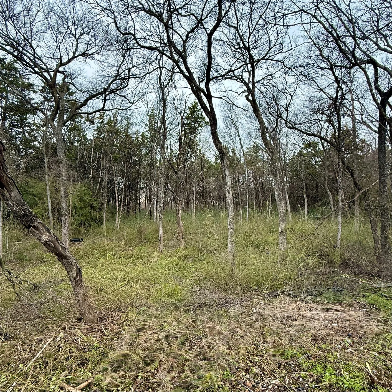 View of nature