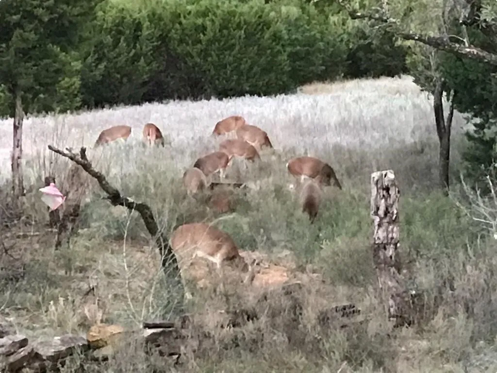 Ranch For Sale in Erath County , 14459 County Road 107, Mingus, Texas 76463, 0, 0, Garage spaces, 0 Sqft, built in 0, mls#20849701, Real Estate Agent in Mingus, Homes For Sale in Erath county, Homes For Sale in Mingus, Realtor in Mingus Texas, Real Estate Brokerage Independent Realty Texas, Luminita Cordes Realtor