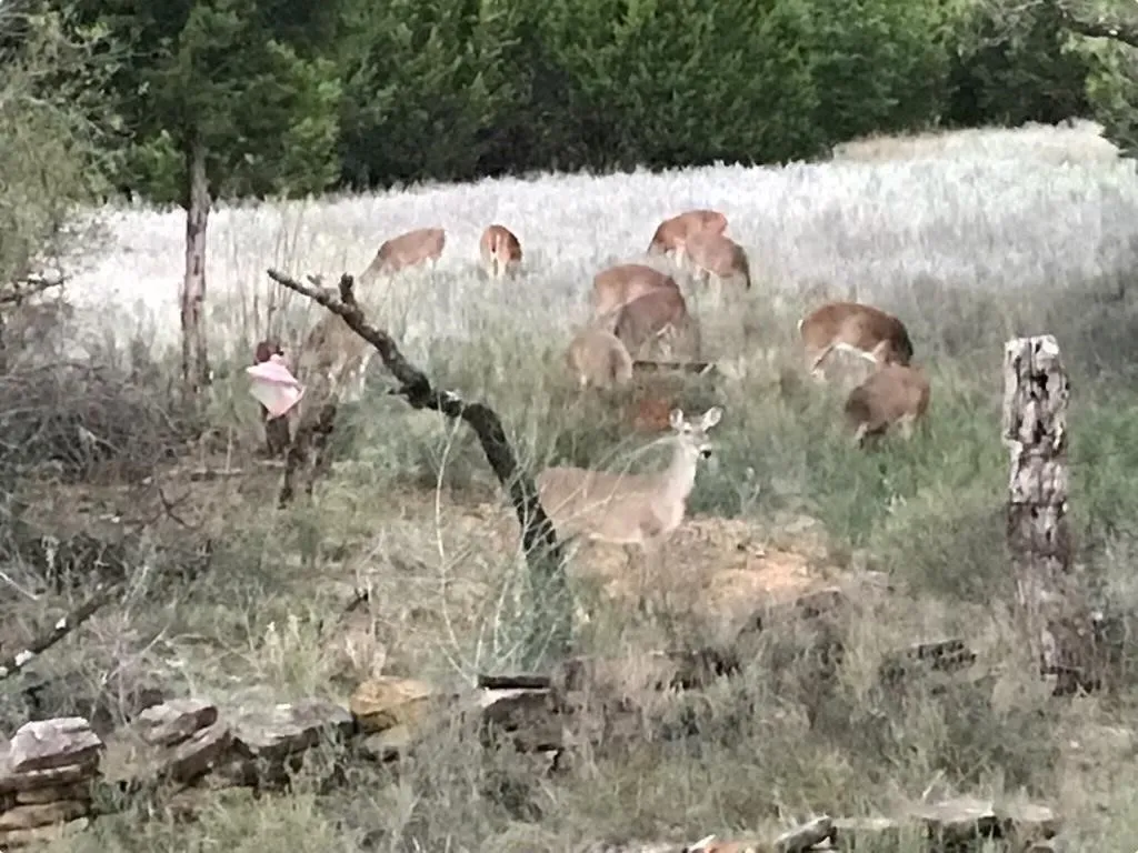 Ranch For Sale in Erath County , 14459 County Road 107, Mingus, Texas 76463, 0, 0, Garage spaces, 0 Sqft, built in 0, mls#20849701, Real Estate Agent in Mingus, Homes For Sale in Erath county, Homes For Sale in Mingus, Realtor in Mingus Texas, Real Estate Brokerage Independent Realty Texas, Luminita Cordes Realtor