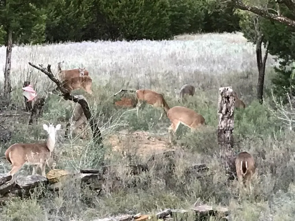 Ranch For Sale in Erath County , 14459 County Road 107, Mingus, Texas 76463, 0, 0, Garage spaces, 0 Sqft, built in 0, mls#20849701, Real Estate Agent in Mingus, Homes For Sale in Erath county, Homes For Sale in Mingus, Realtor in Mingus Texas, Real Estate Brokerage Independent Realty Texas, Luminita Cordes Realtor
