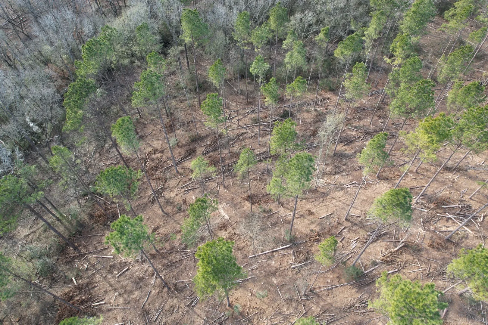 Unimproved Land For Sale in Shelby County , Tract B County Road 4037, Timpson, Texas 75975, 0, 0, Garage spaces, 0 Sqft, built in 0, Price $142,500, mls#20850294, Real Estate Agent in Timpson, Homes For Sale in Shelby county, Homes For Sale in Timpson, Realtor in Timpson Texas, Real Estate Brokerage Independent Realty Texas, Luminita Cordes Realtor