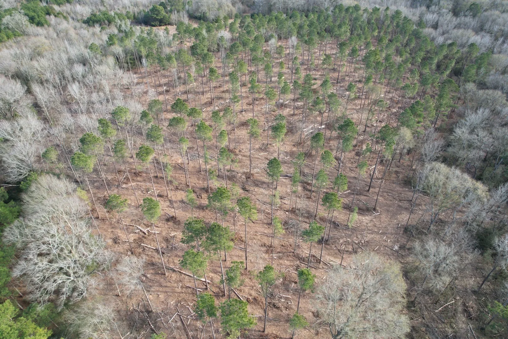 Unimproved Land For Sale in Shelby County , Tract B County Road 4037, Timpson, Texas 75975, 0, 0, Garage spaces, 0 Sqft, built in 0, Price $142,500, mls#20850294, Real Estate Agent in Timpson, Homes For Sale in Shelby county, Homes For Sale in Timpson, Realtor in Timpson Texas, Real Estate Brokerage Independent Realty Texas, Luminita Cordes Realtor