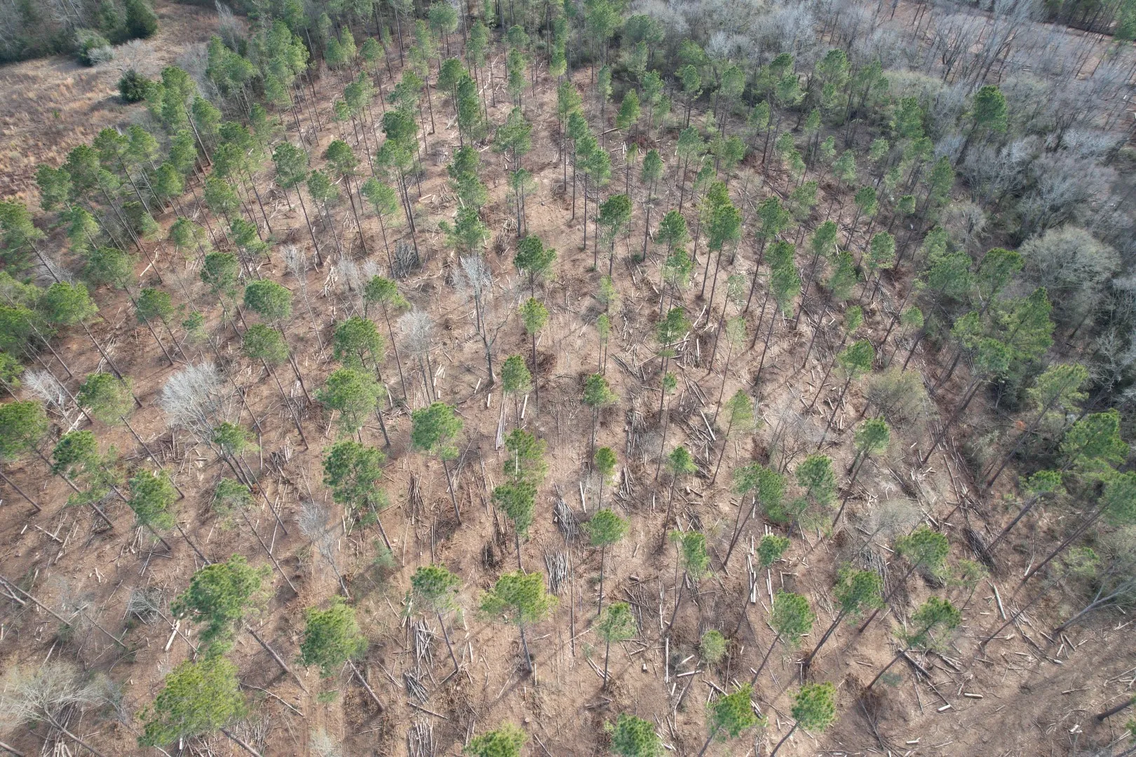 Unimproved Land For Sale in Shelby County , Tract B County Road 4037, Timpson, Texas 75975, 0, 0, Garage spaces, 0 Sqft, built in 0, Price $142,500, mls#20850294, Real Estate Agent in Timpson, Homes For Sale in Shelby county, Homes For Sale in Timpson, Realtor in Timpson Texas, Real Estate Brokerage Independent Realty Texas, Luminita Cordes Realtor