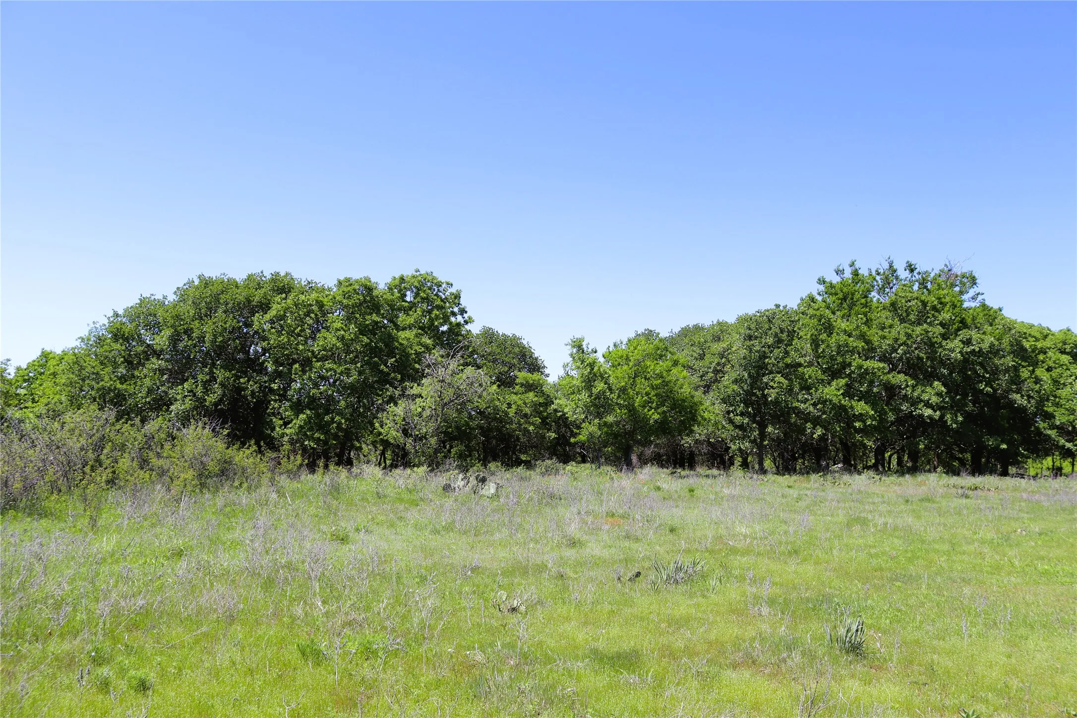 Ranch For Sale in Clay County , 40 Acres Sears Mayfield Rd, Henrietta, Texas 76365, 0, 0, Garage spaces, 0 Sqft, built in 0, mls#20850938, Real Estate Agent in Henrietta, Homes For Sale in Clay county, Homes For Sale in Henrietta, Realtor in Henrietta Texas, Real Estate Brokerage Independent Realty Texas, Luminita Cordes Realtor