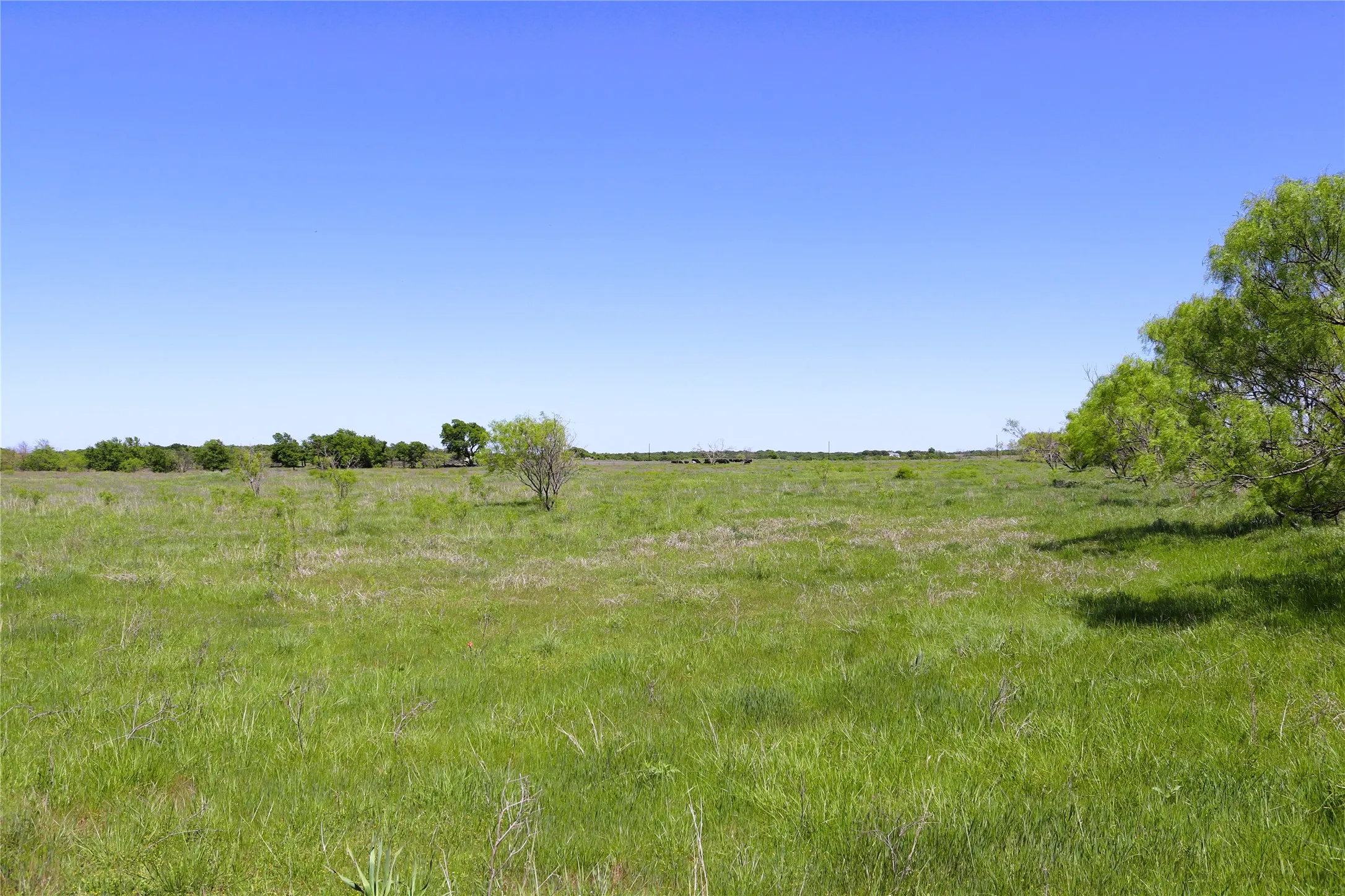 Ranch For Sale in Clay County , 40 Acres Sears Mayfield Rd, Henrietta, Texas 76365, 0, 0, Garage spaces, 0 Sqft, built in 0, mls#20850938, Real Estate Agent in Henrietta, Homes For Sale in Clay county, Homes For Sale in Henrietta, Realtor in Henrietta Texas, Real Estate Brokerage Independent Realty Texas, Luminita Cordes Realtor