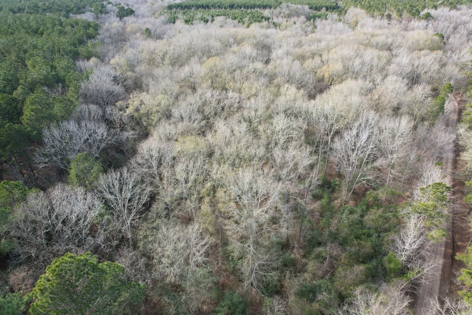 Unimproved Land For Sale in Shelby County , Tract C County Road 4037, Timpson, Texas 75975, 0, 0, Garage spaces, 0 Sqft, built in 0, Price $120,000, mls#20851631, Real Estate Agent in Timpson, Homes For Sale in Shelby county, Homes For Sale in Timpson, Realtor in Timpson Texas, Real Estate Brokerage Independent Realty Texas, Luminita Cordes Realtor