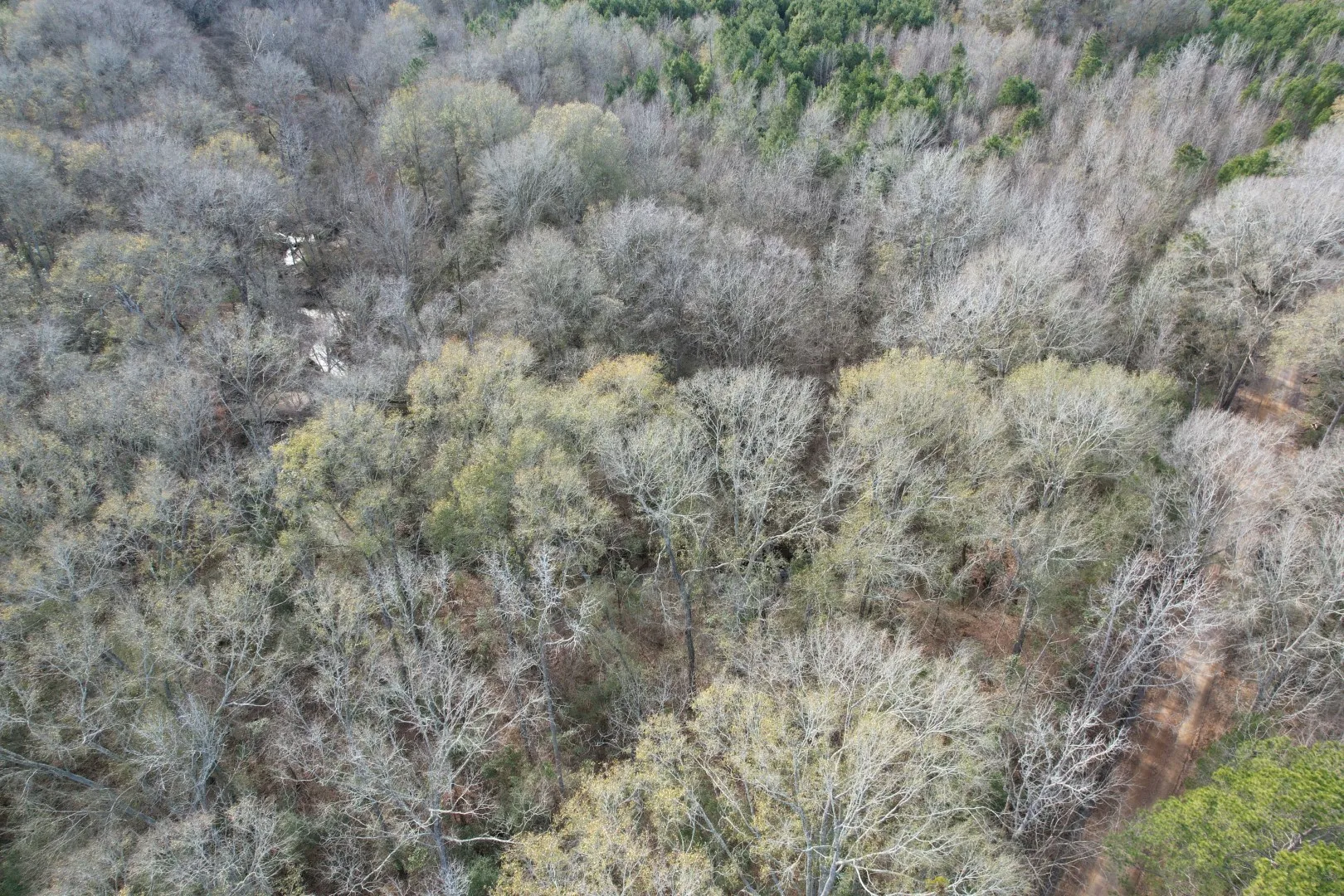 Unimproved Land For Sale in Shelby County , Tract C County Road 4037, Timpson, Texas 75975, 0, 0, Garage spaces, 0 Sqft, built in 0, Price $120,000, mls#20851631, Real Estate Agent in Timpson, Homes For Sale in Shelby county, Homes For Sale in Timpson, Realtor in Timpson Texas, Real Estate Brokerage Independent Realty Texas, Luminita Cordes Realtor