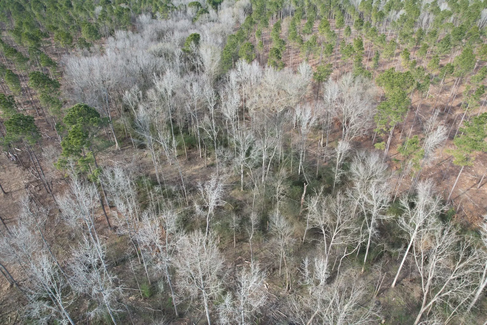 Unimproved Land For Sale in Shelby County , Tract C County Road 4037, Timpson, Texas 75975, 0, 0, Garage spaces, 0 Sqft, built in 0, Price $120,000, mls#20851631, Real Estate Agent in Timpson, Homes For Sale in Shelby county, Homes For Sale in Timpson, Realtor in Timpson Texas, Real Estate Brokerage Independent Realty Texas, Luminita Cordes Realtor