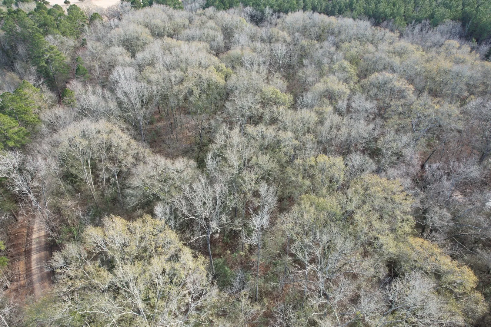 Unimproved Land For Sale in Shelby County , Tract C County Road 4037, Timpson, Texas 75975, 0, 0, Garage spaces, 0 Sqft, built in 0, Price $120,000, mls#20851631, Real Estate Agent in Timpson, Homes For Sale in Shelby county, Homes For Sale in Timpson, Realtor in Timpson Texas, Real Estate Brokerage Independent Realty Texas, Luminita Cordes Realtor